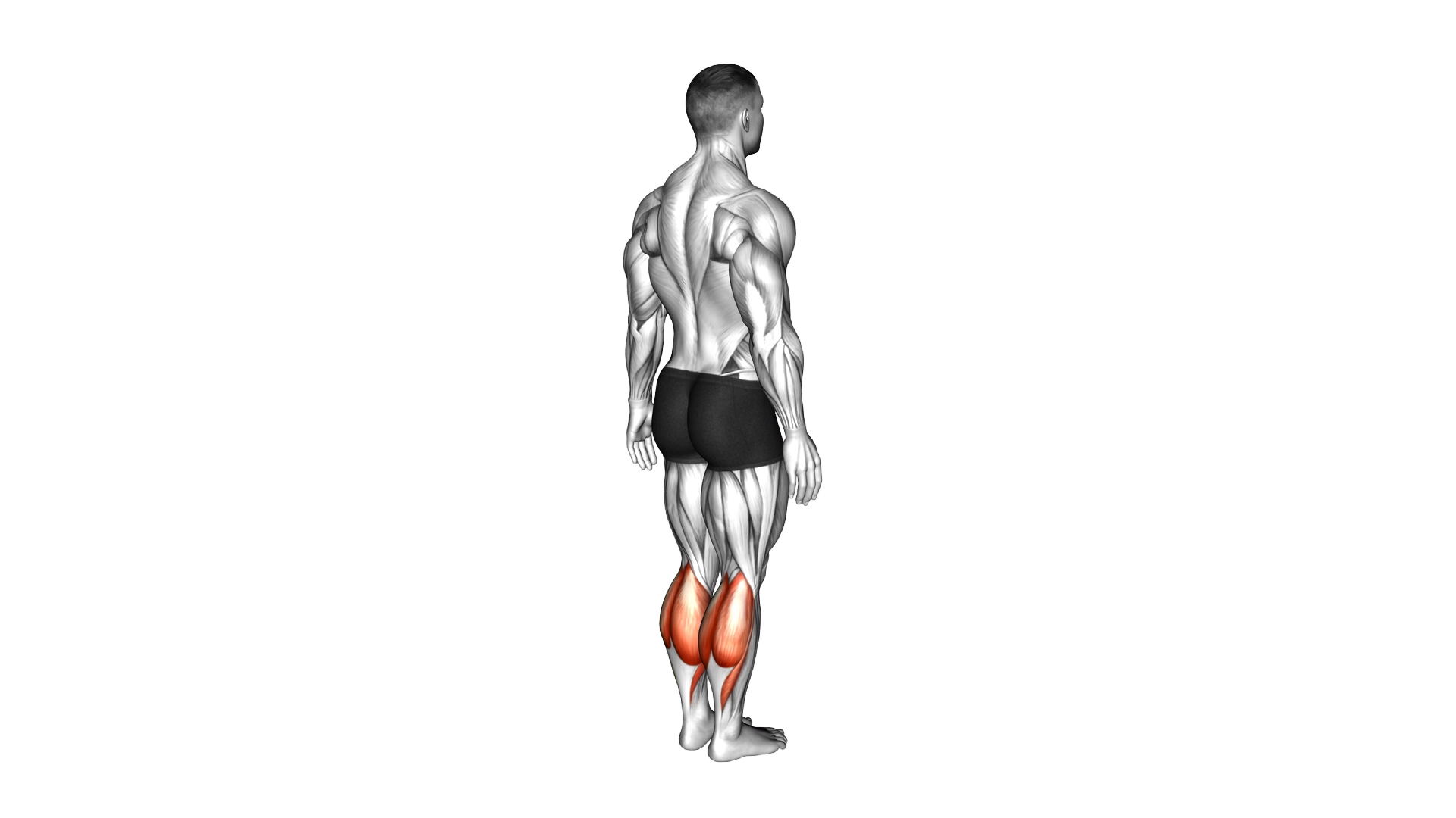 Ankle Plantar Flexion exercise demonstration