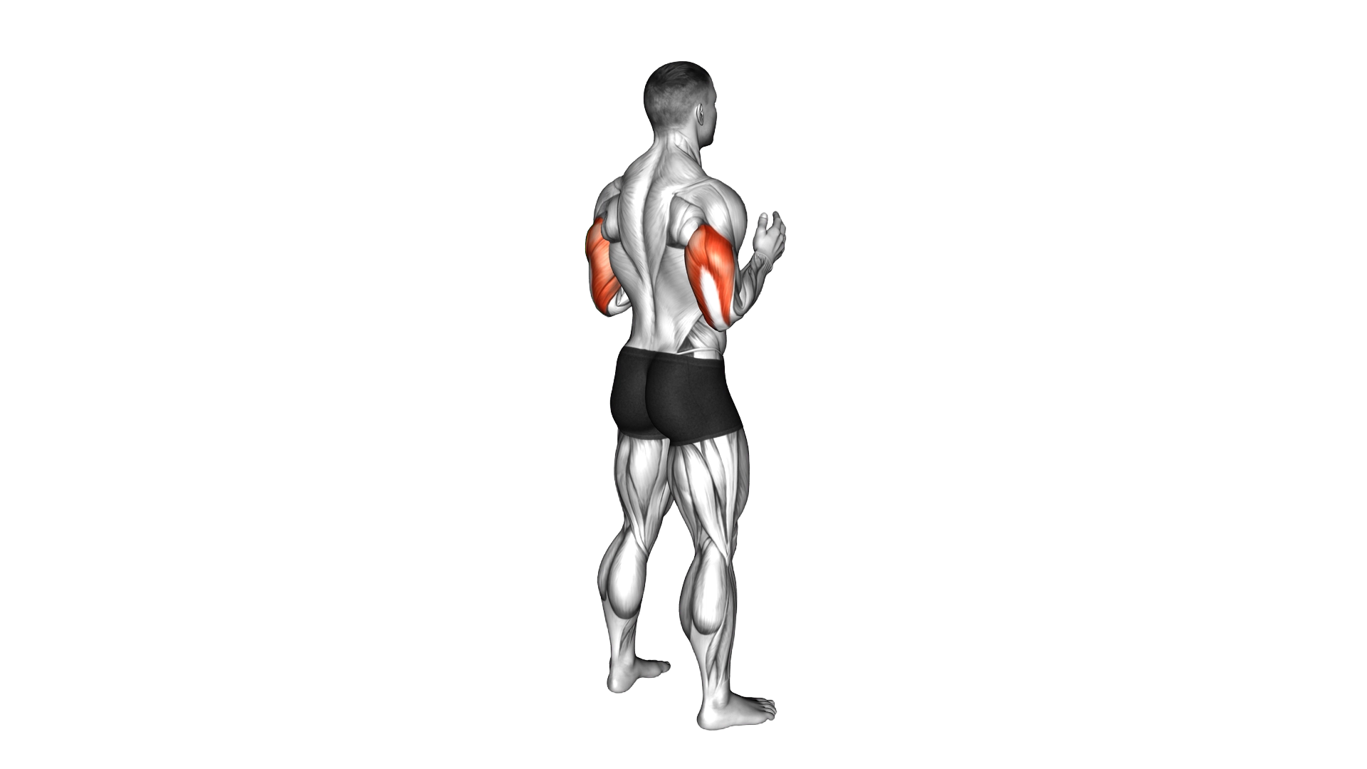 Elbow Extension exercise demonstration