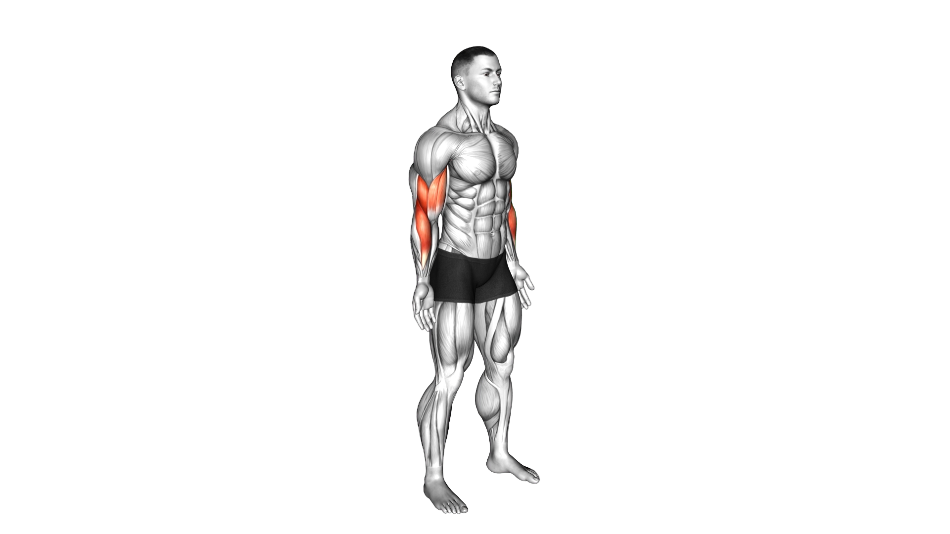 Elbow Flexion exercise demonstration