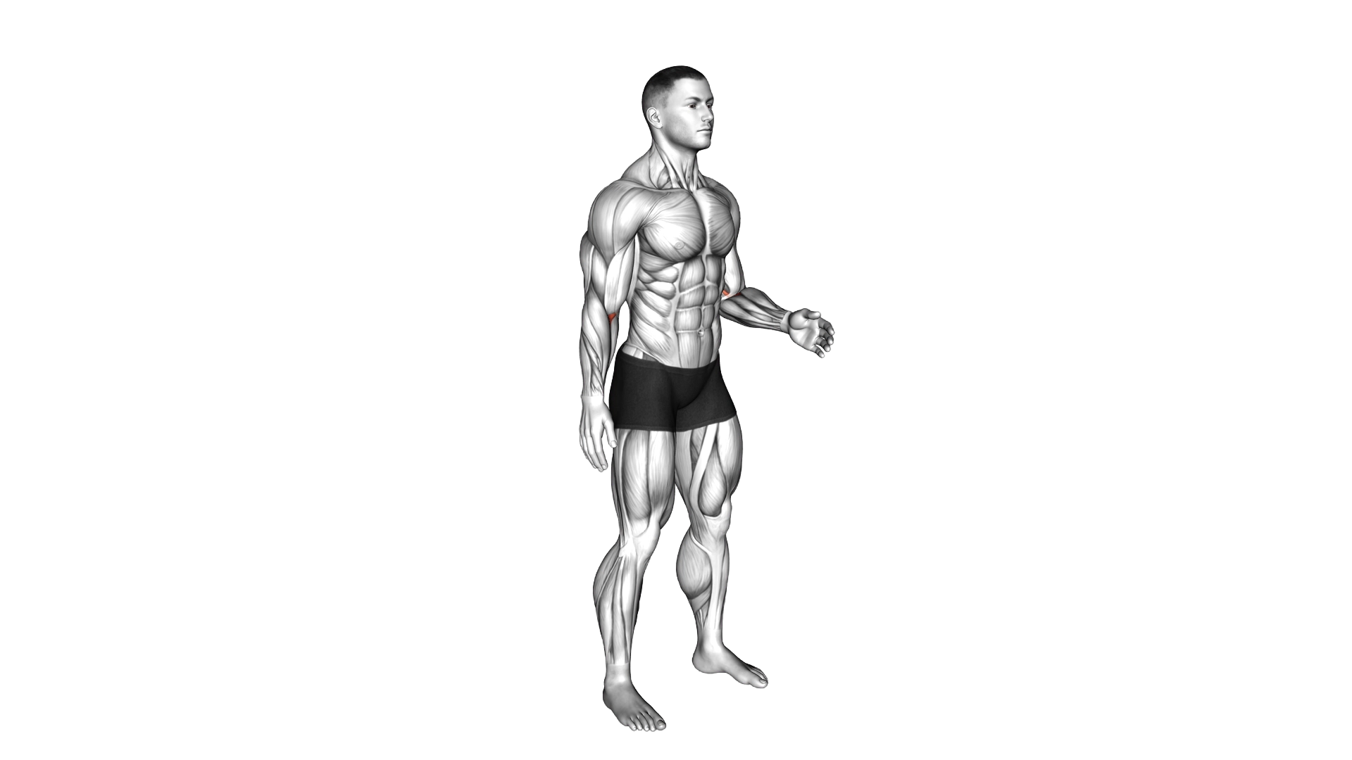 Forearm Pronation exercise demonstration