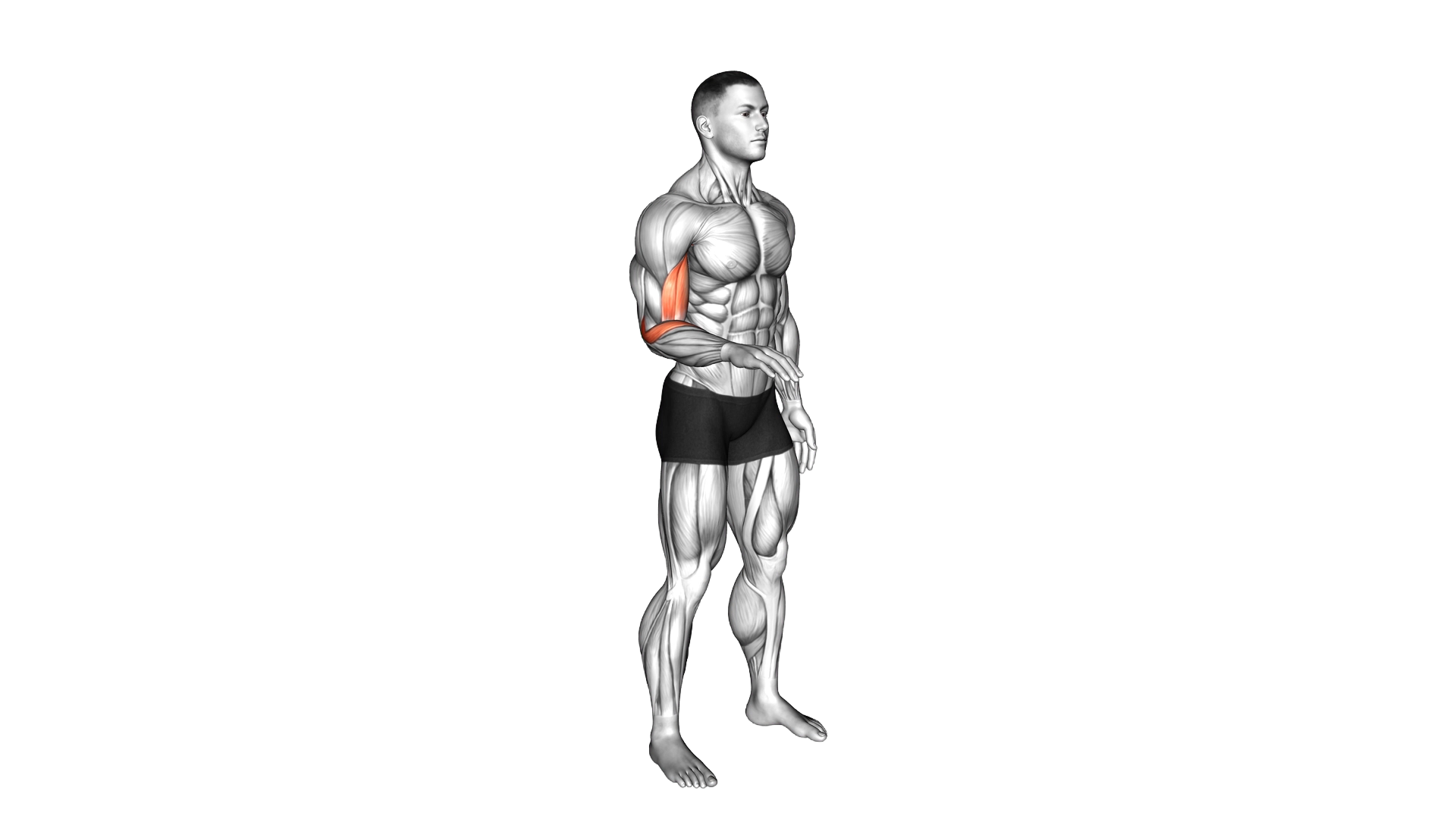 Forearm Supination exercise demonstration