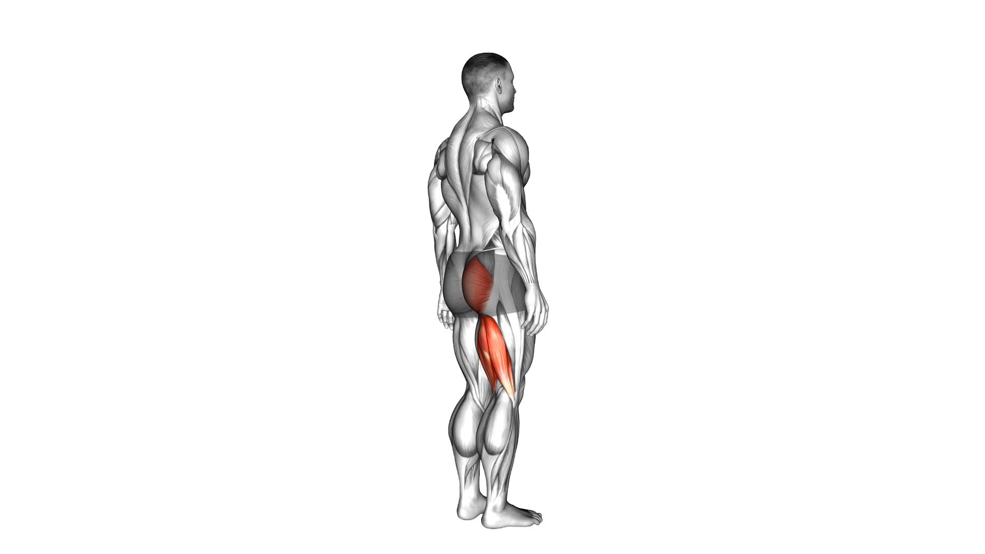 Hip Extension exercise demonstration