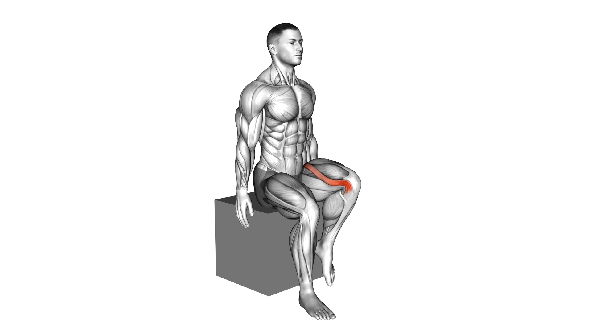 Hip Lateral Rotation (External Rotation) exercise demonstration