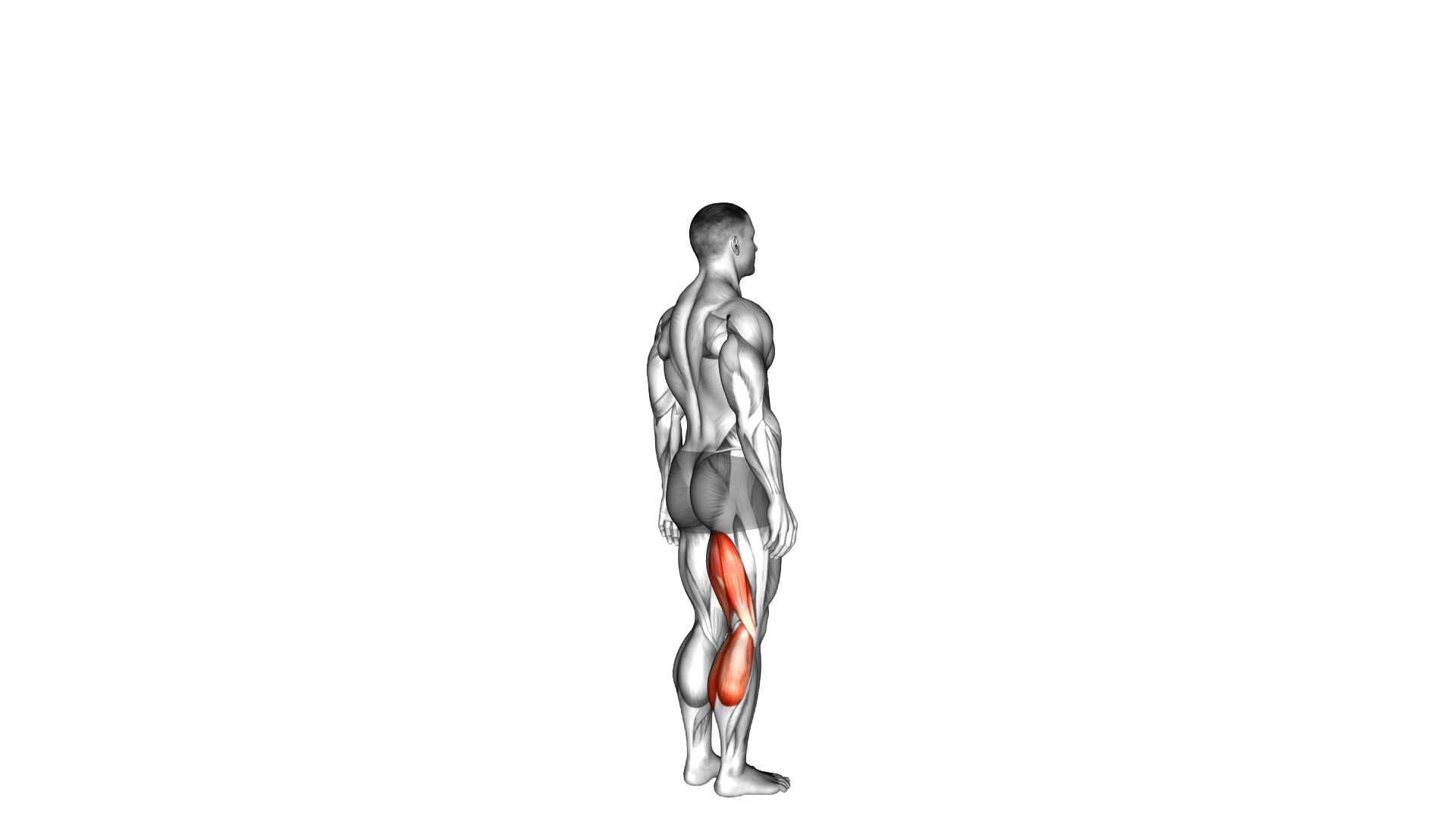 Knee Flexion exercise demonstration