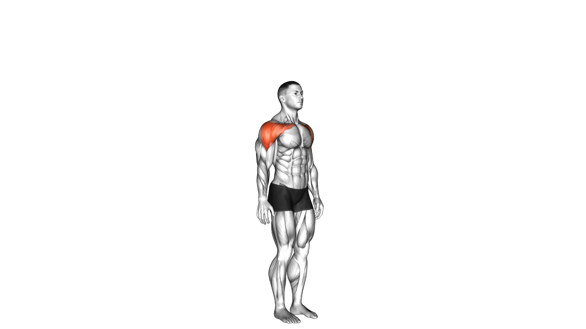Shoulder Abduction exercise demonstration