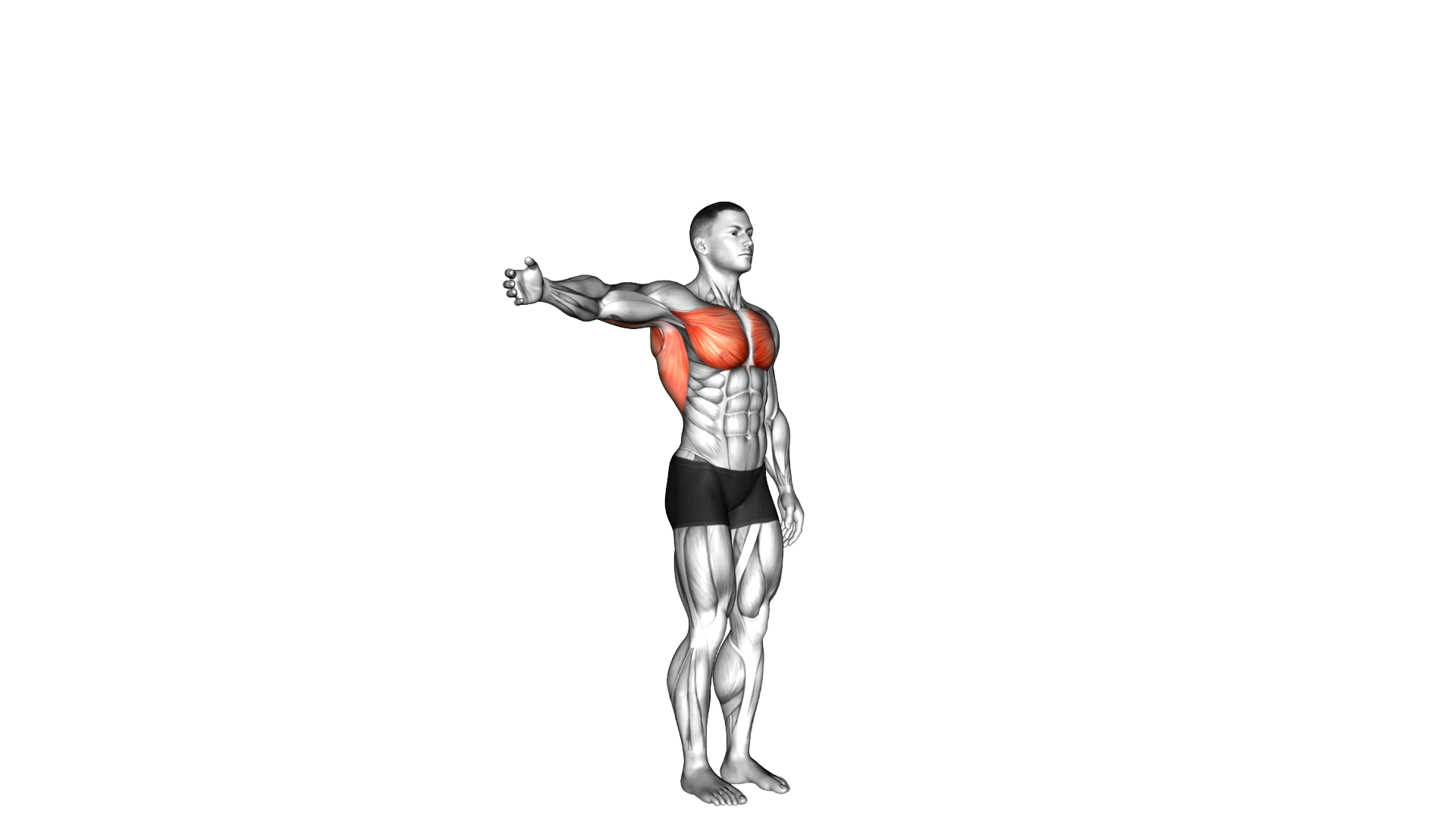 Shoulder Adduction exercise demonstration