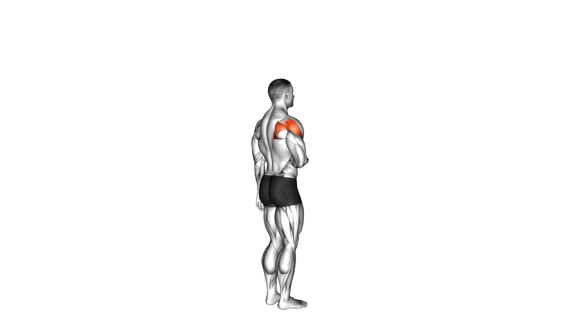 Shoulder Lateral Rotation (External Rotation) exercise demonstration
