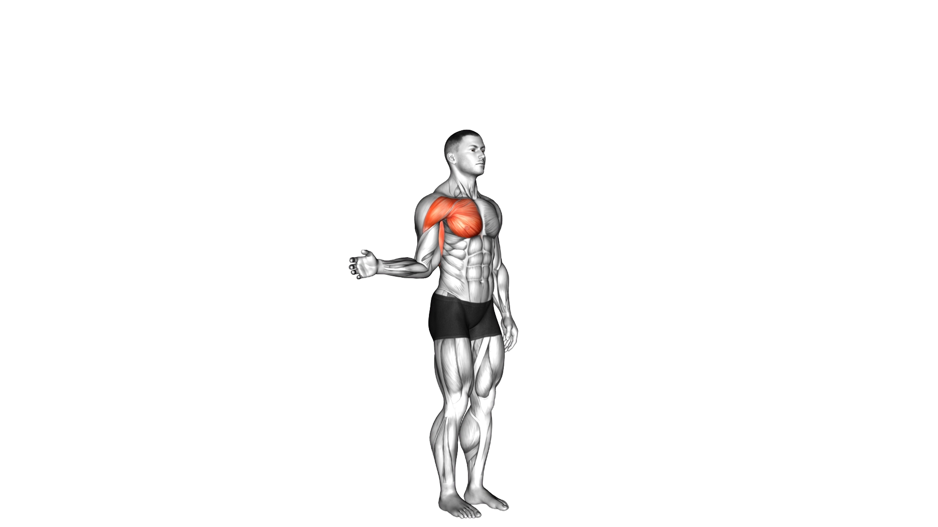 Shoulder Medial Rotation (Internal Rotation) exercise demonstration