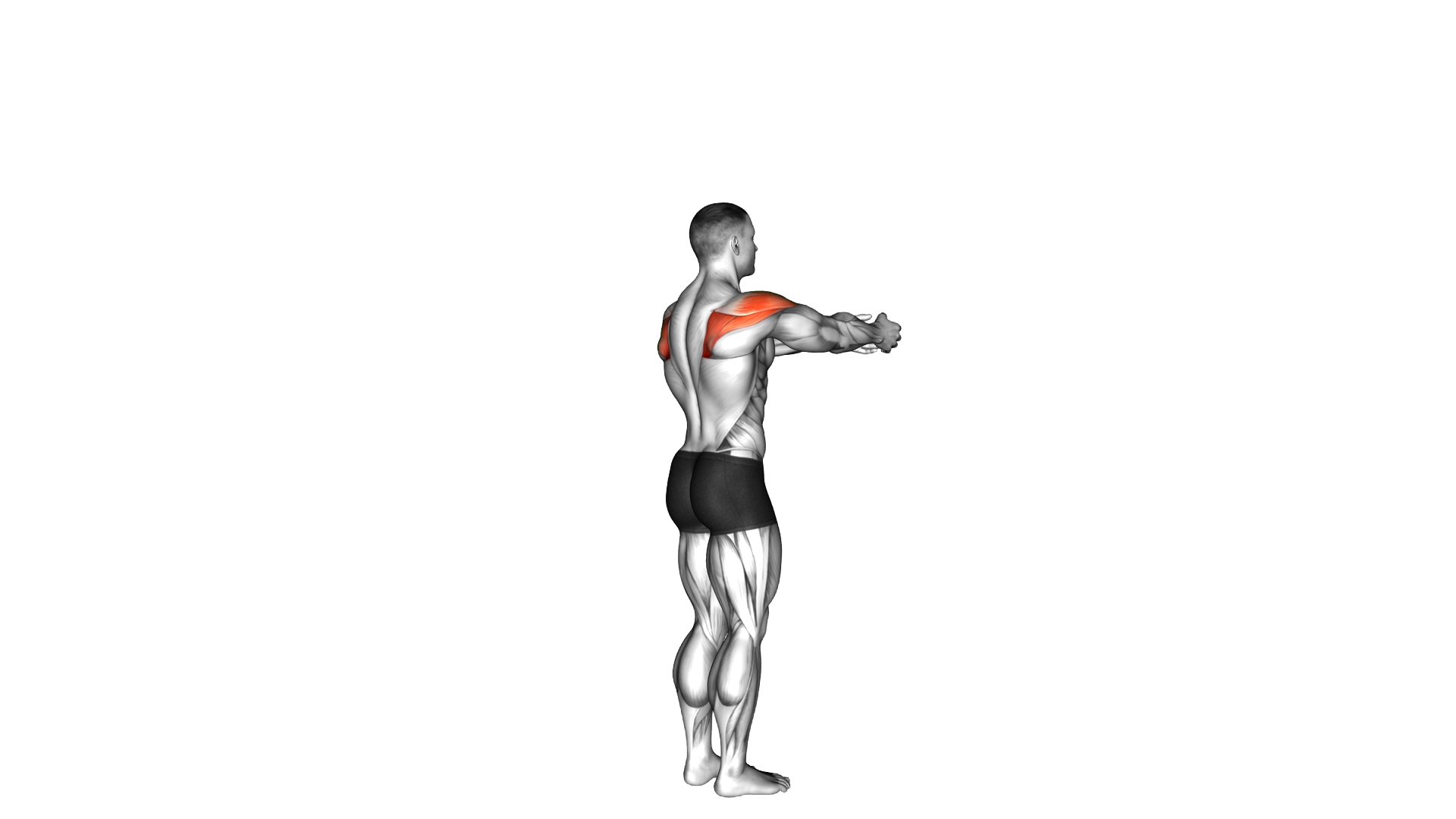 Shoulder Transverse Abduction exercise demonstration