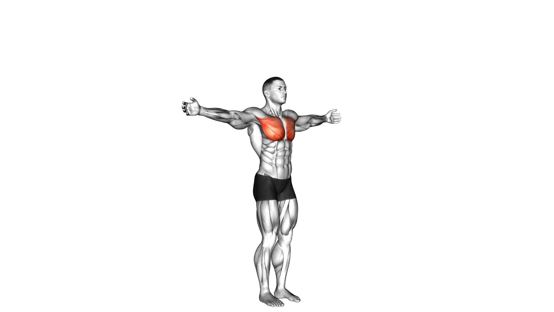 Shoulder Transverse Adduction exercise demonstration