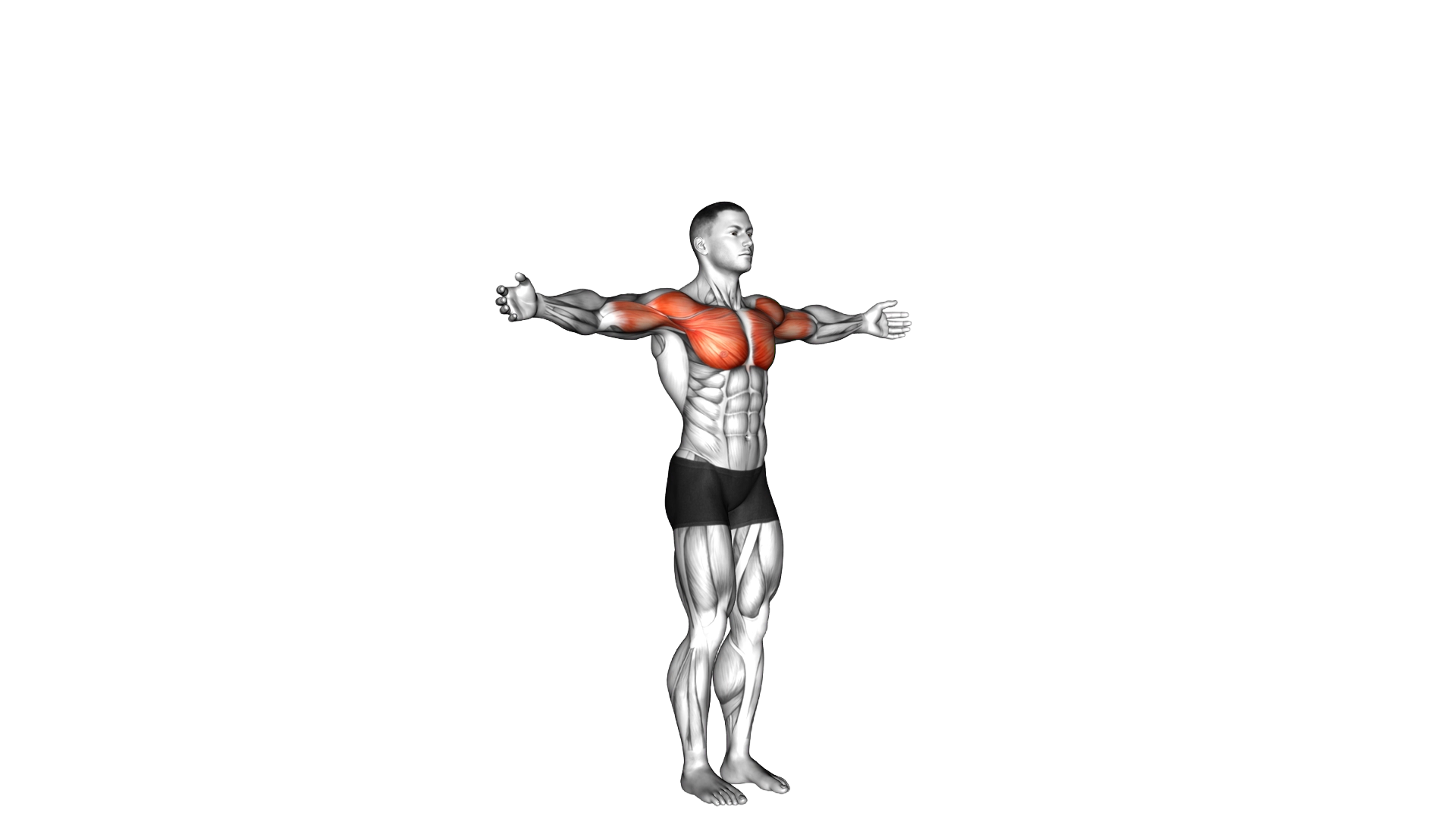Shoulder Transverse Flexion exercise demonstration