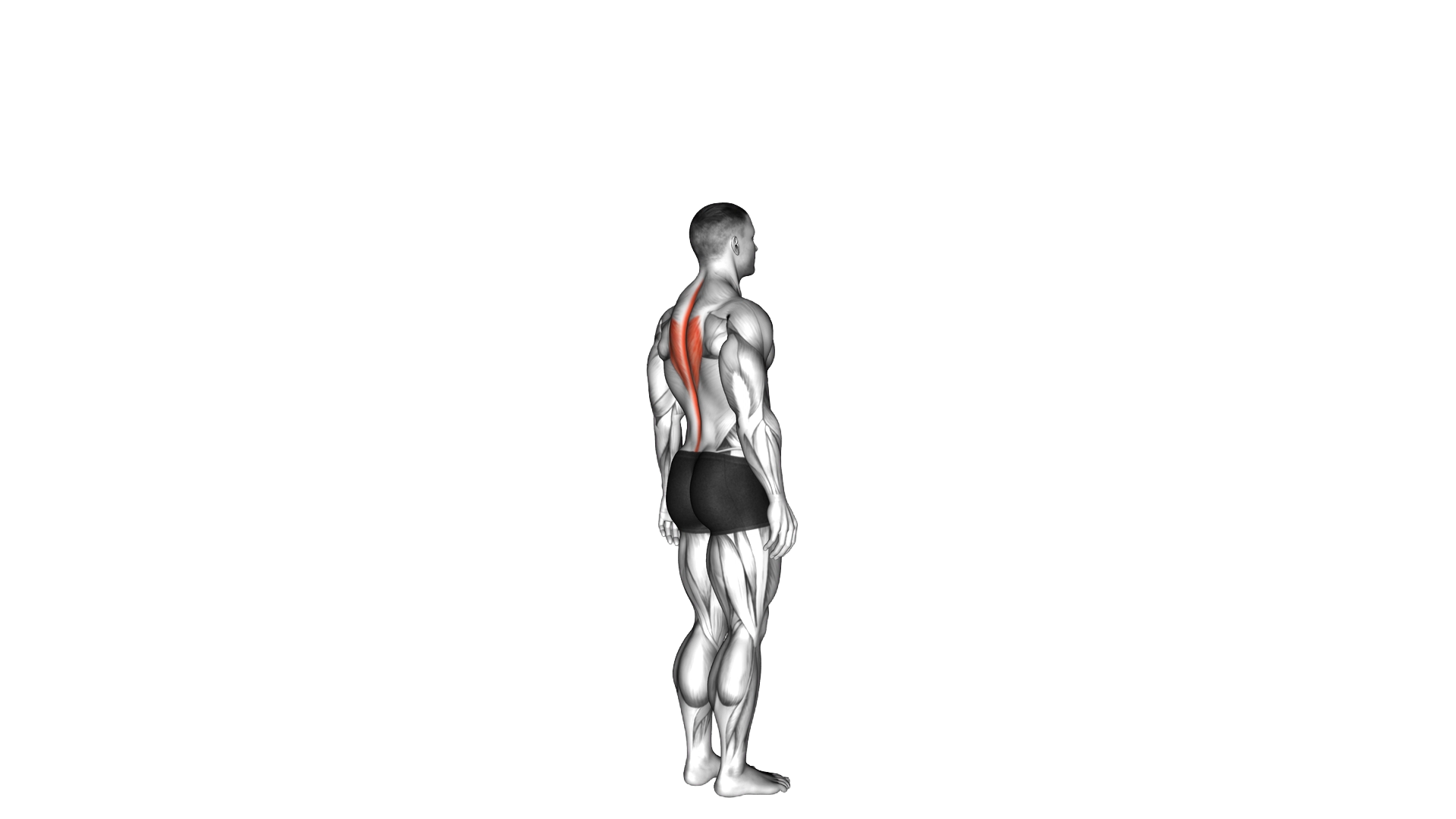 Spine (Lumbar) Extension exercise demonstration