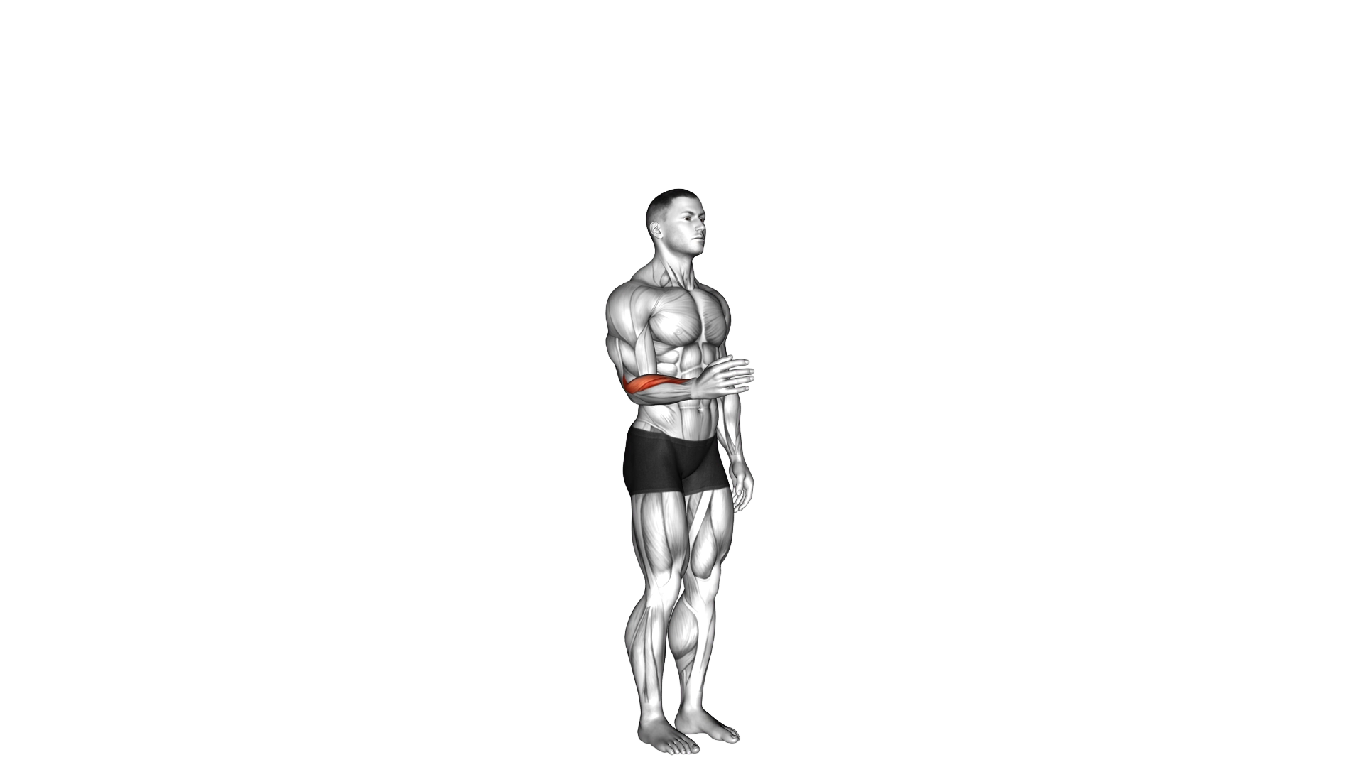 Wrist Adduction exercise demonstration