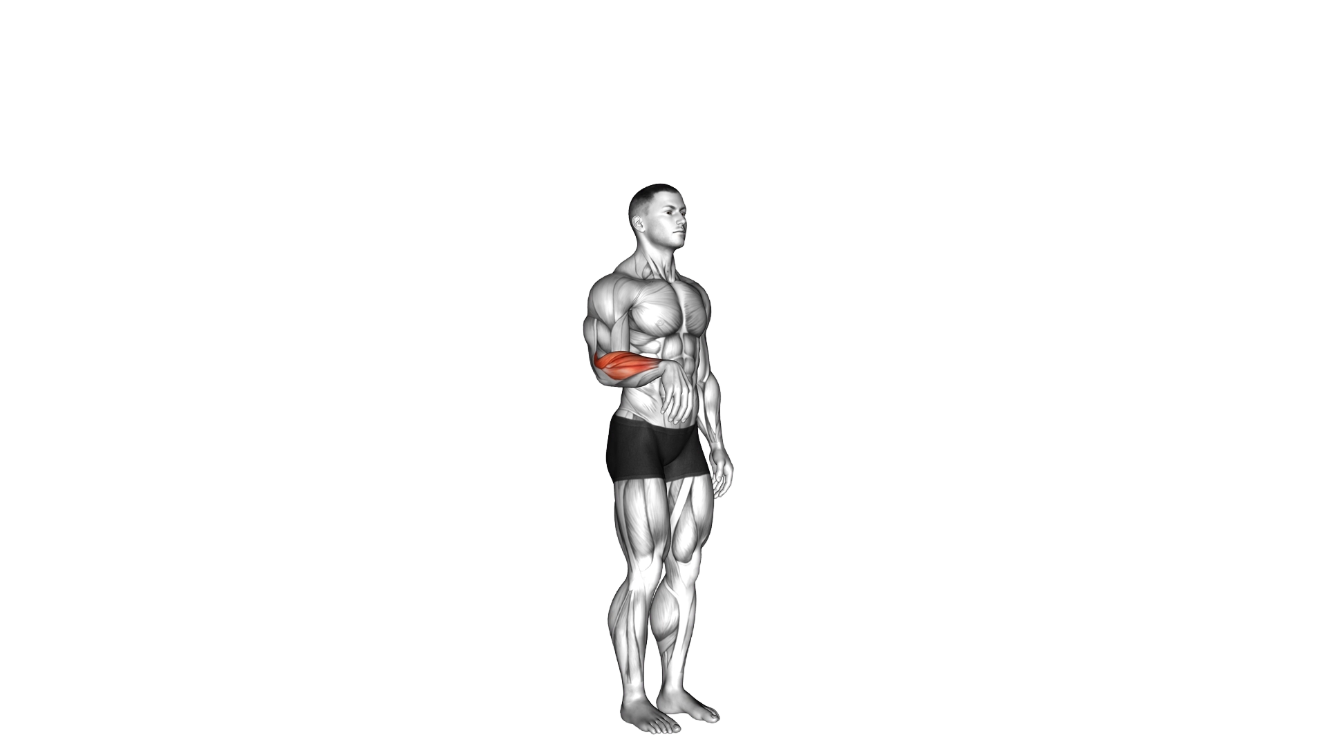 Wrist Extension exercise demonstration