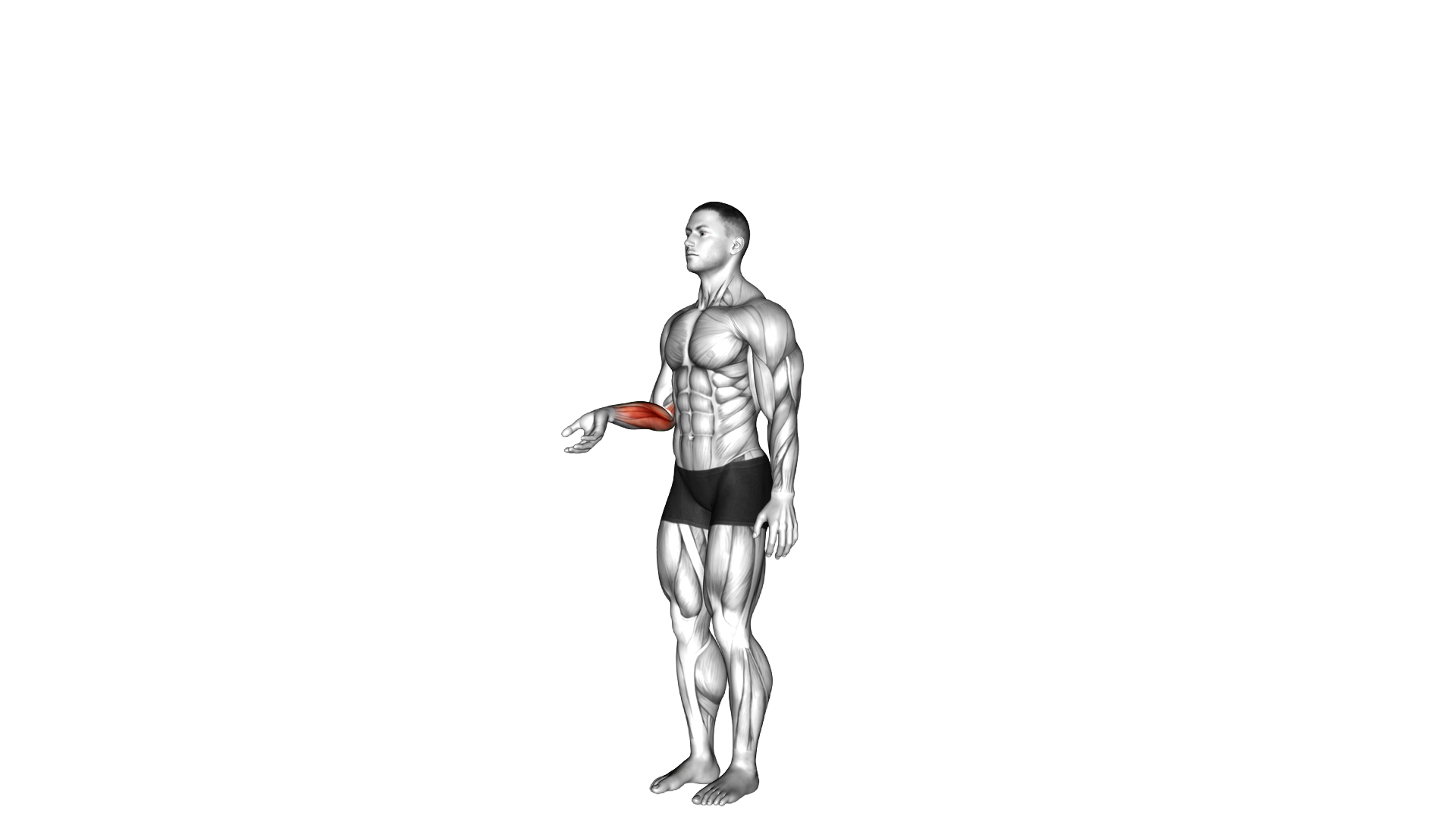 Wrist Flexion exercise demonstration
