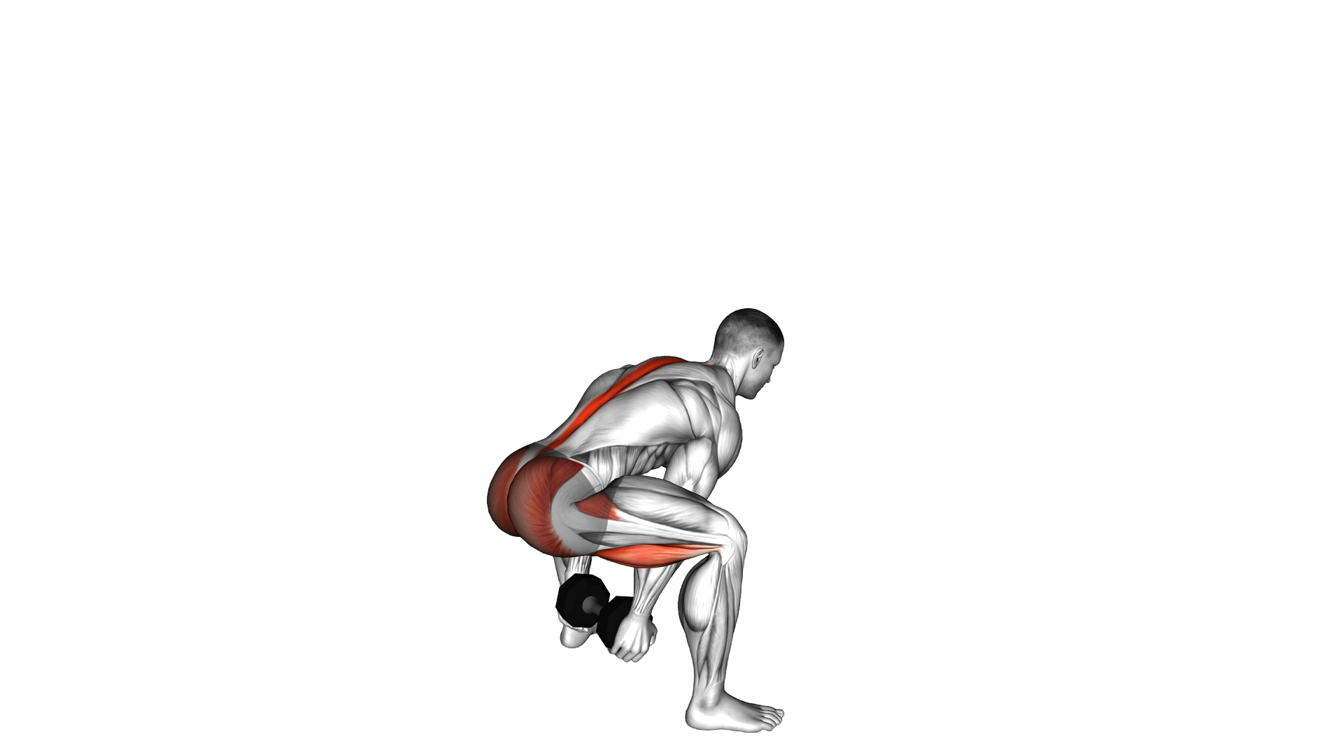 Dumbbell Sumo Pull Through exercise demonstration