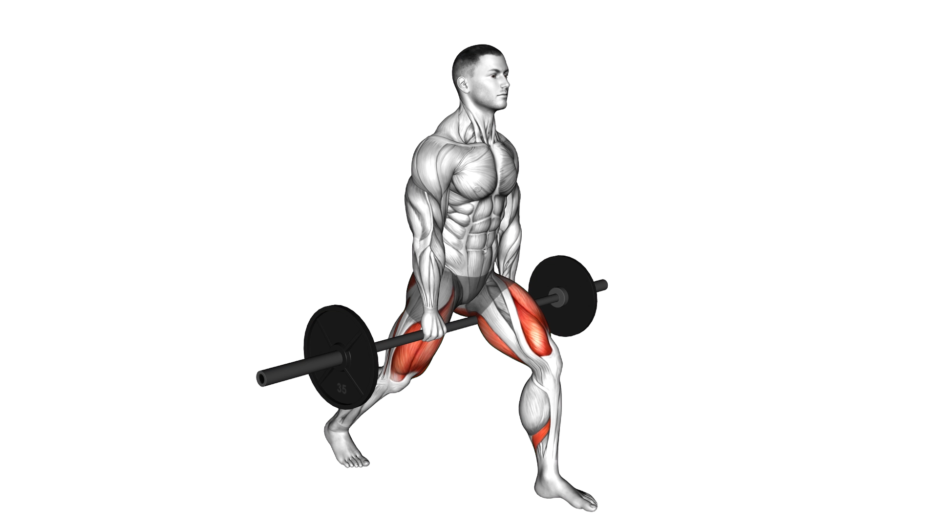 Barbell Split Squat exercise demonstration