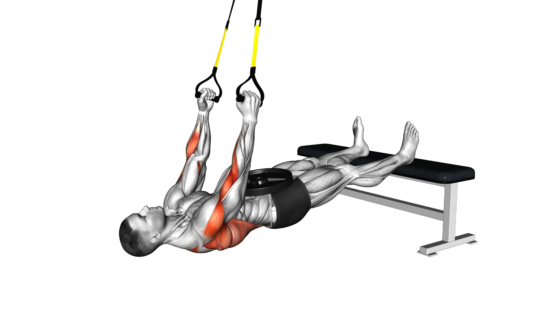 Suspender Weighted Inverted Row exercise demonstration