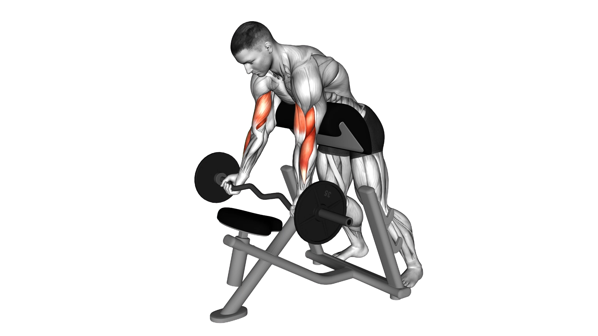 EZ Barbell Standing Preacher Curl exercise demonstration