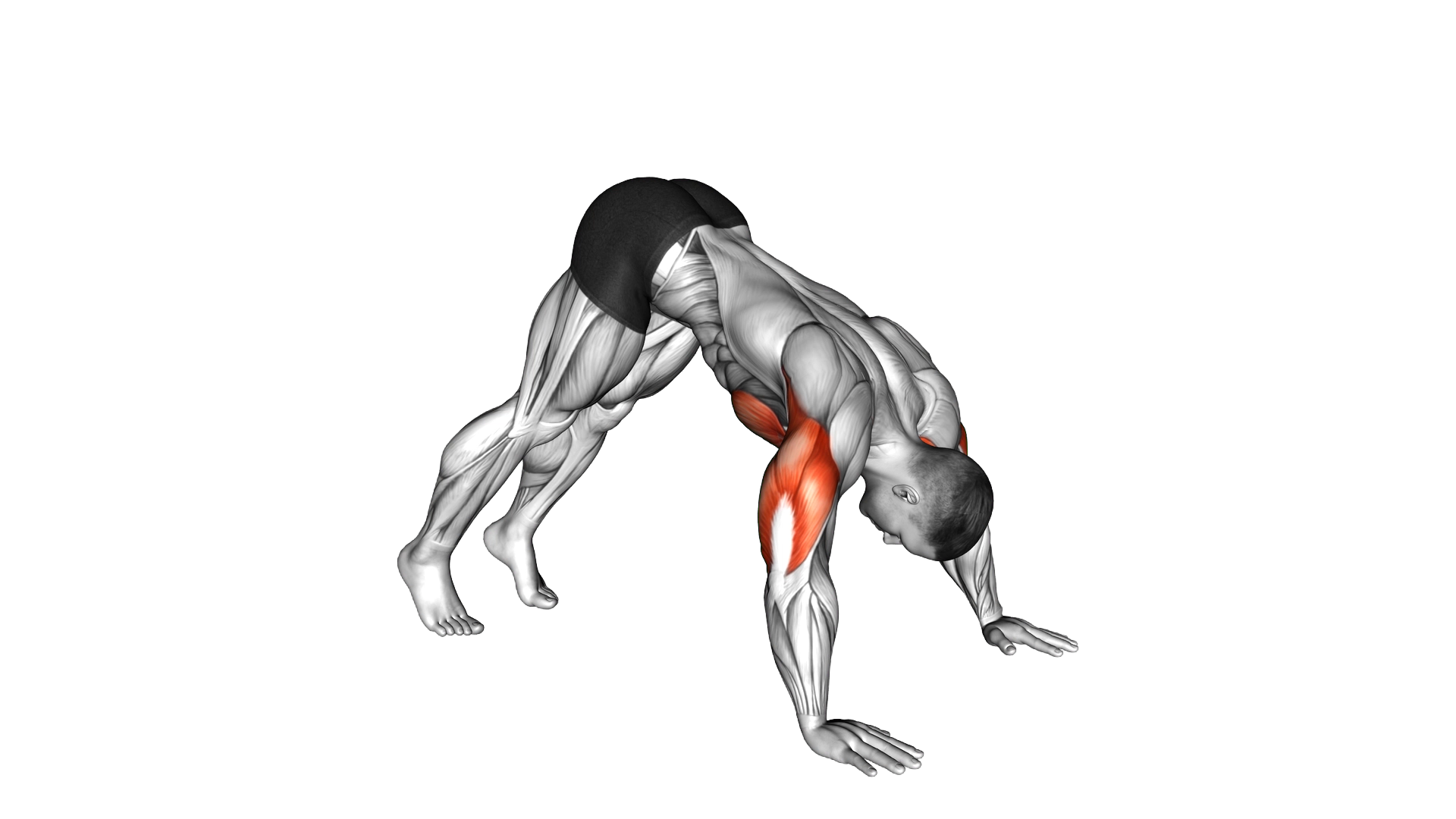 Pike Push up exercise demonstration