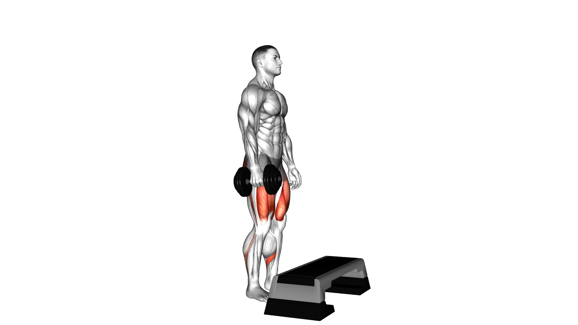 Dumbbell Single Leg Step Up exercise thumbnail