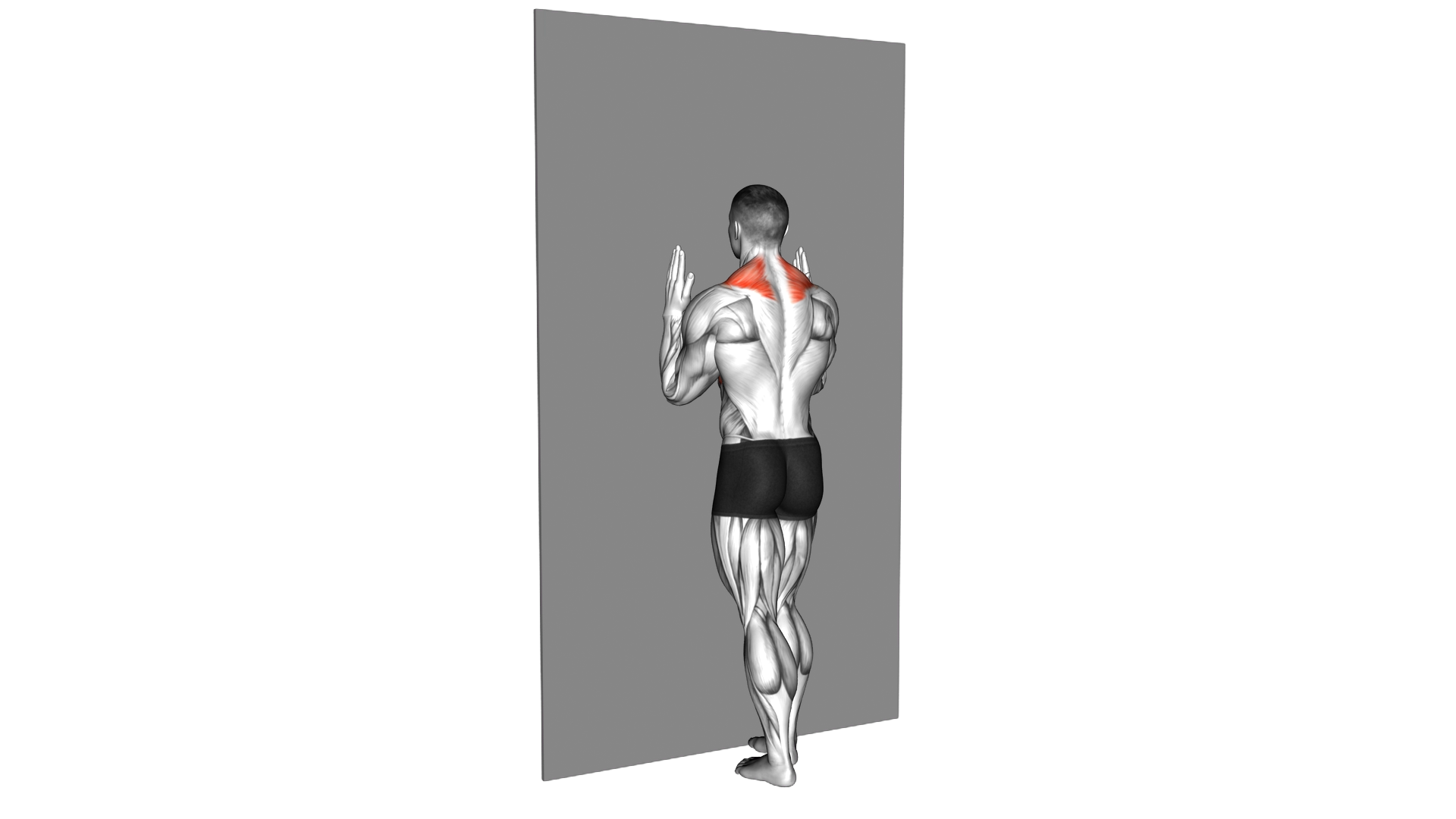 Forearm Wall Slide exercise demonstration