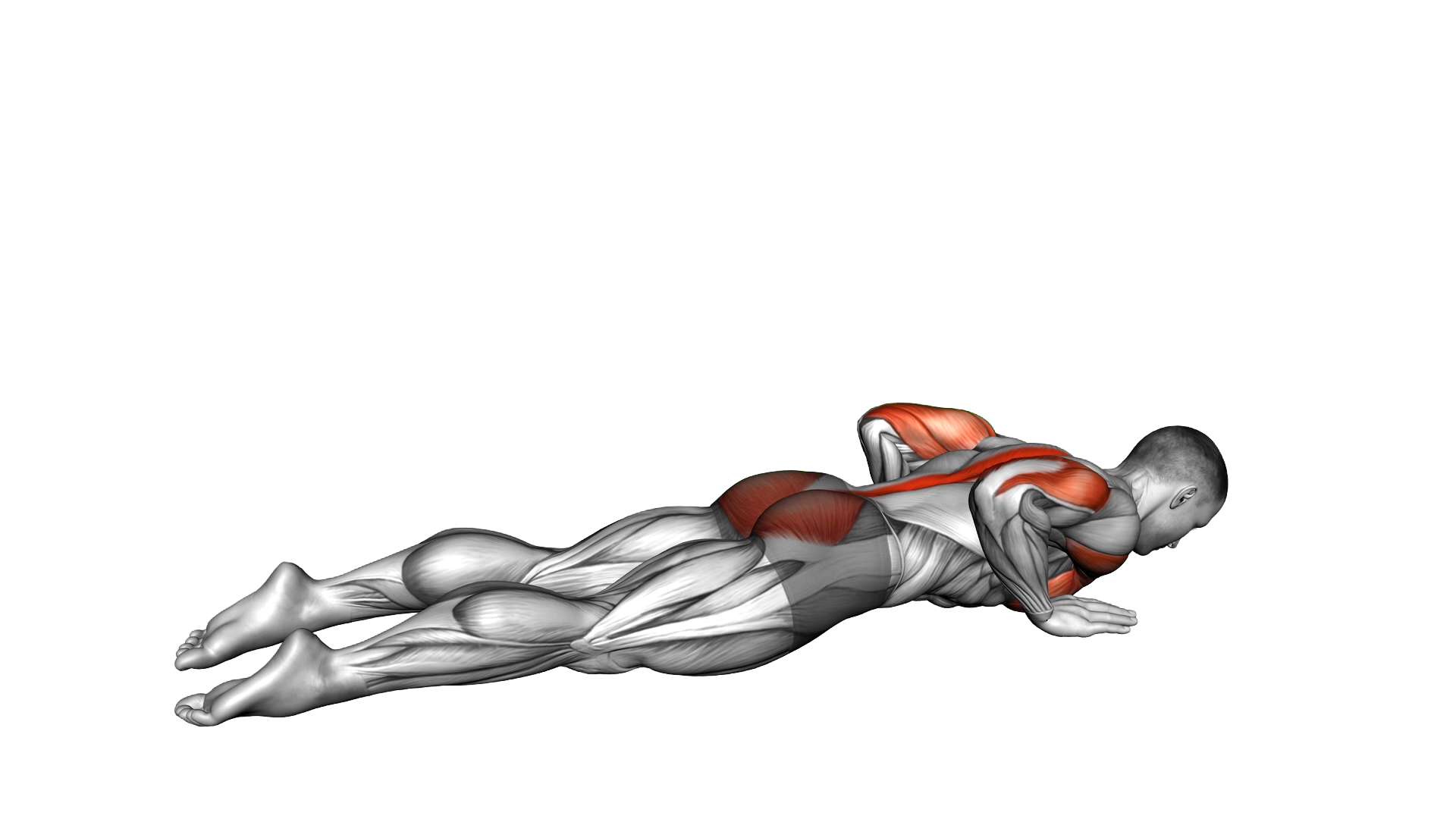 Seal Push up exercise demonstration