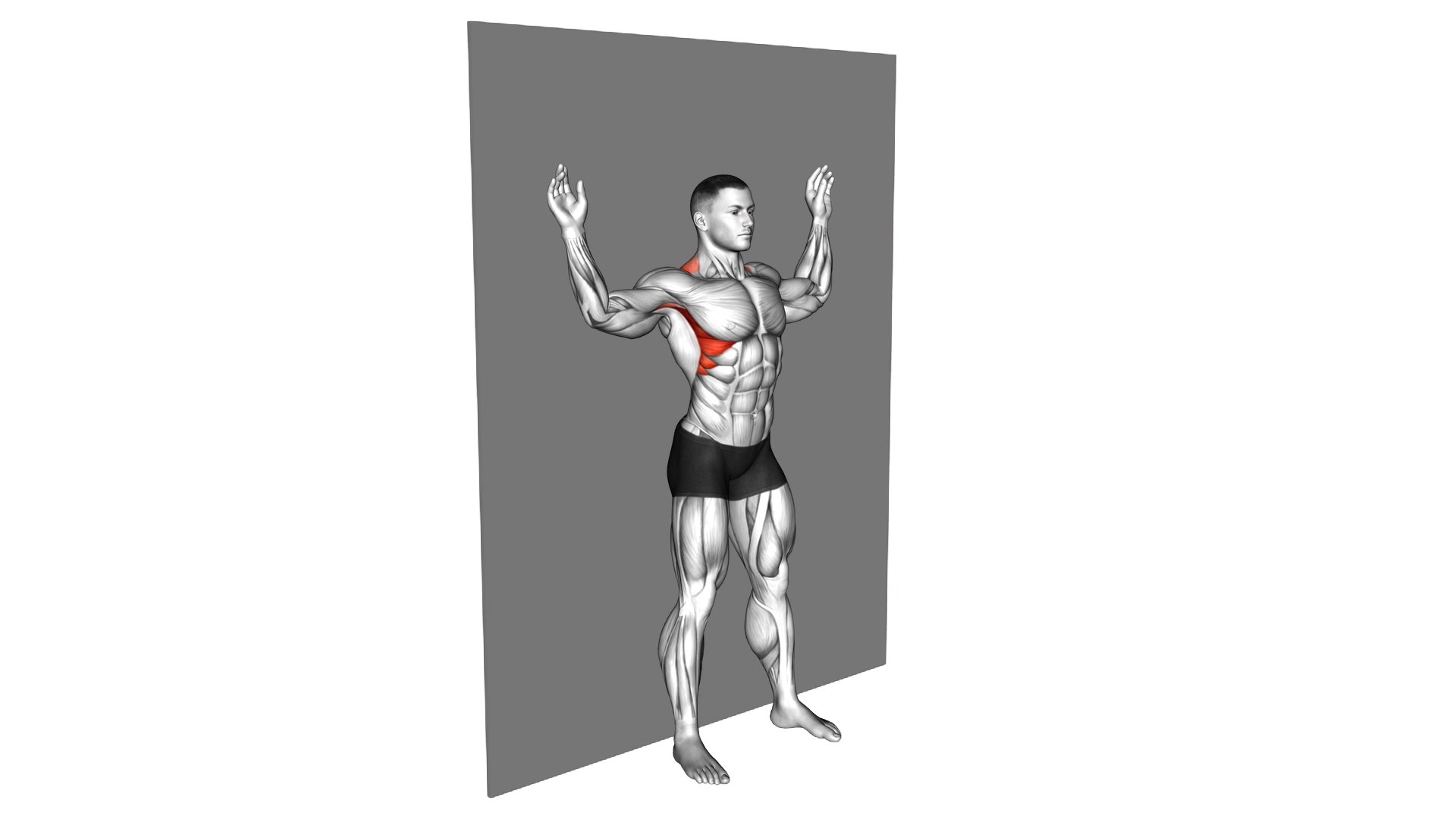Scapular Slide Back to Wall exercise thumbnail