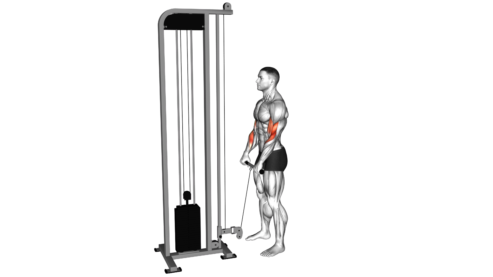 Cable Standing Reverse Grip Curl (Straight bar) exercise demonstration