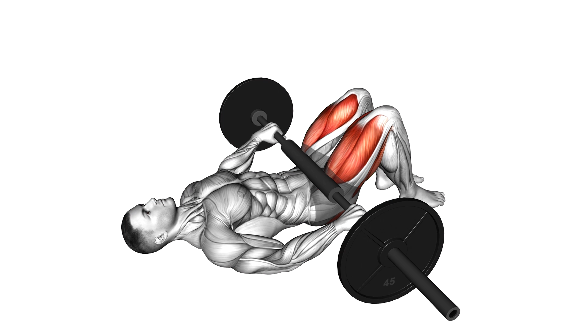 Barbell Glute Bridge (hands on bar) exercise demonstration