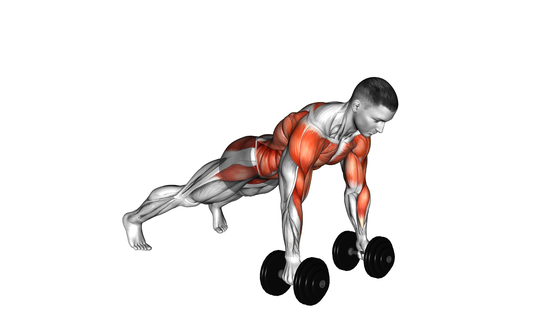 Dumbbell Renegade Row exercise demonstration