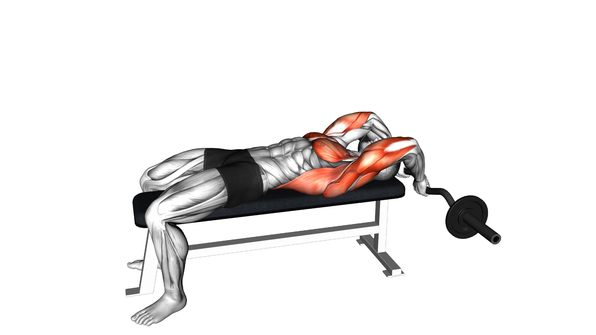 EZ Bar Lying Bent Arms Pullover exercise demonstration
