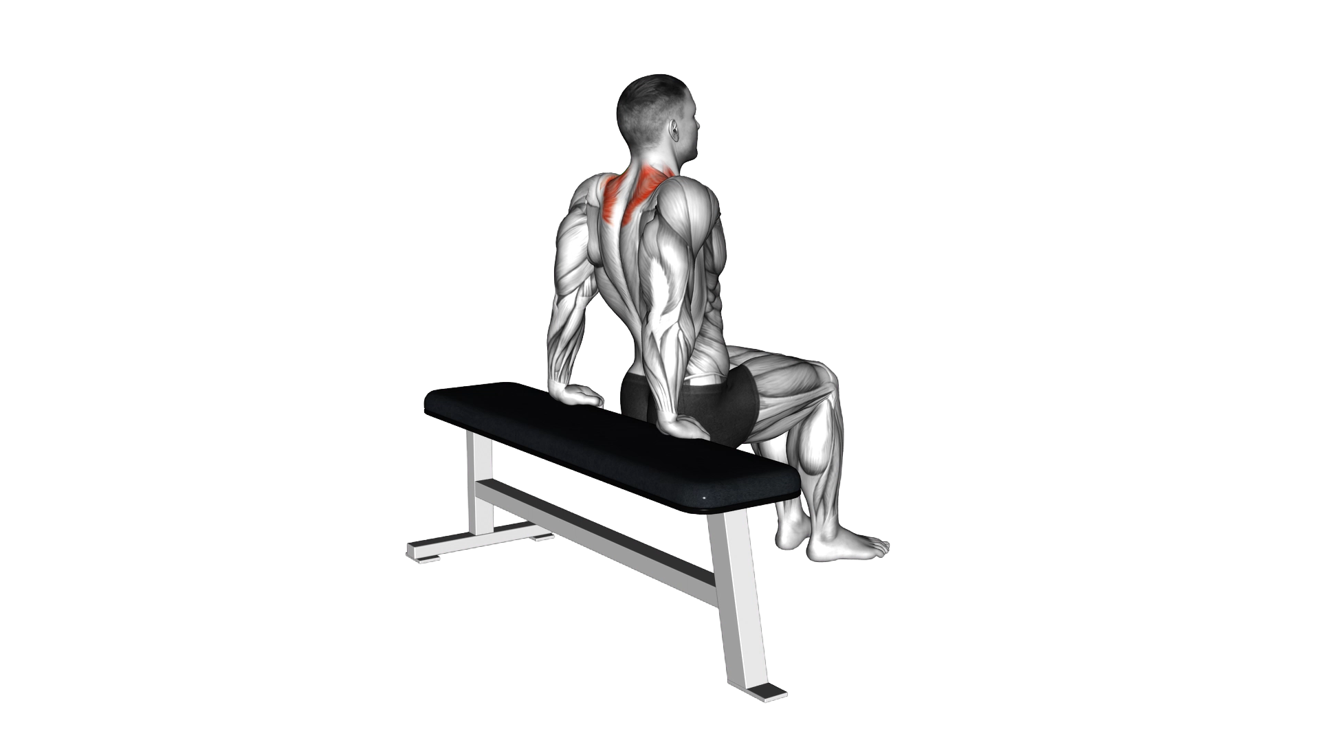 Scapula Dips exercise thumbnail