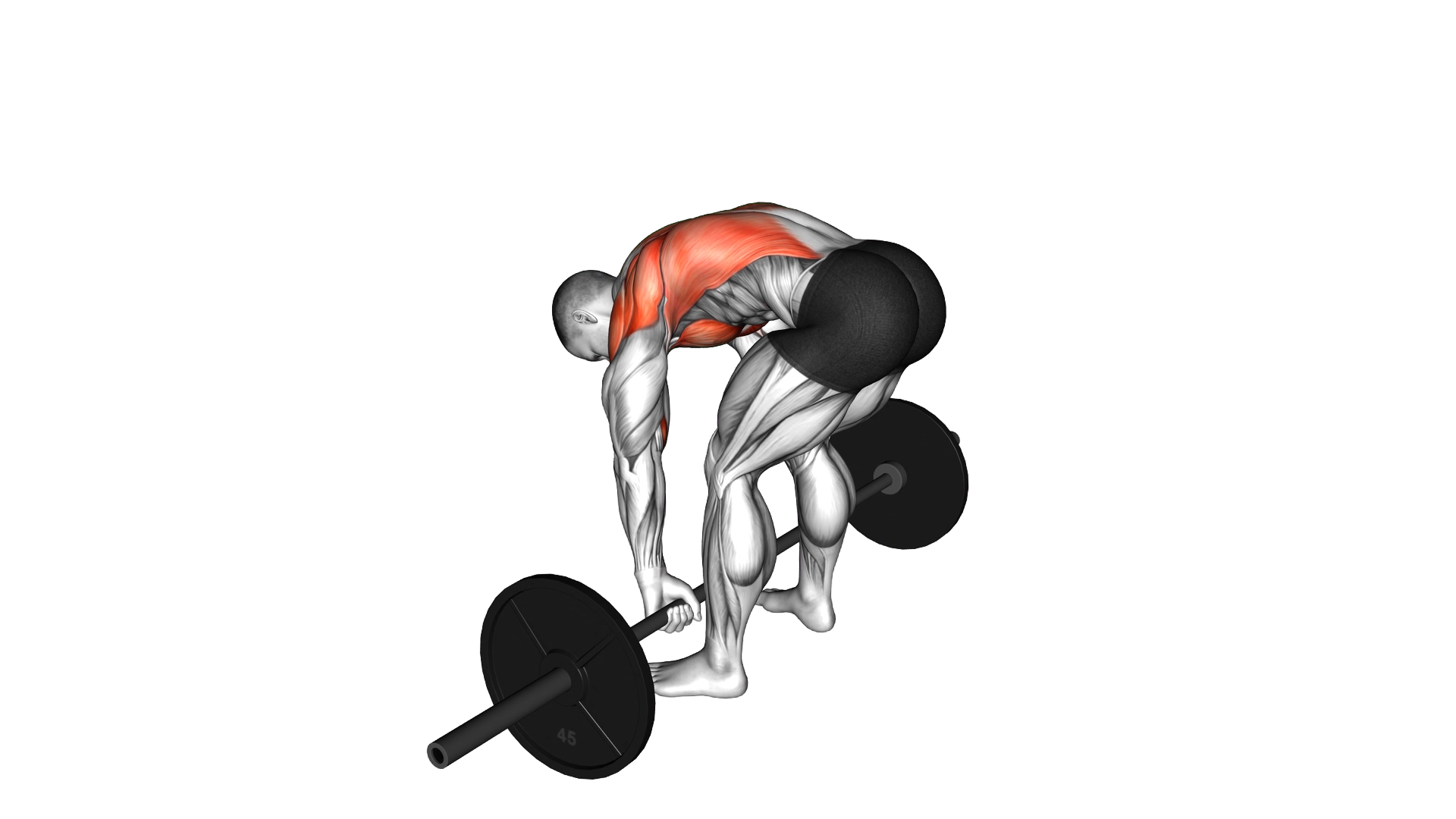 Barbell Pendlay Row exercise demonstration
