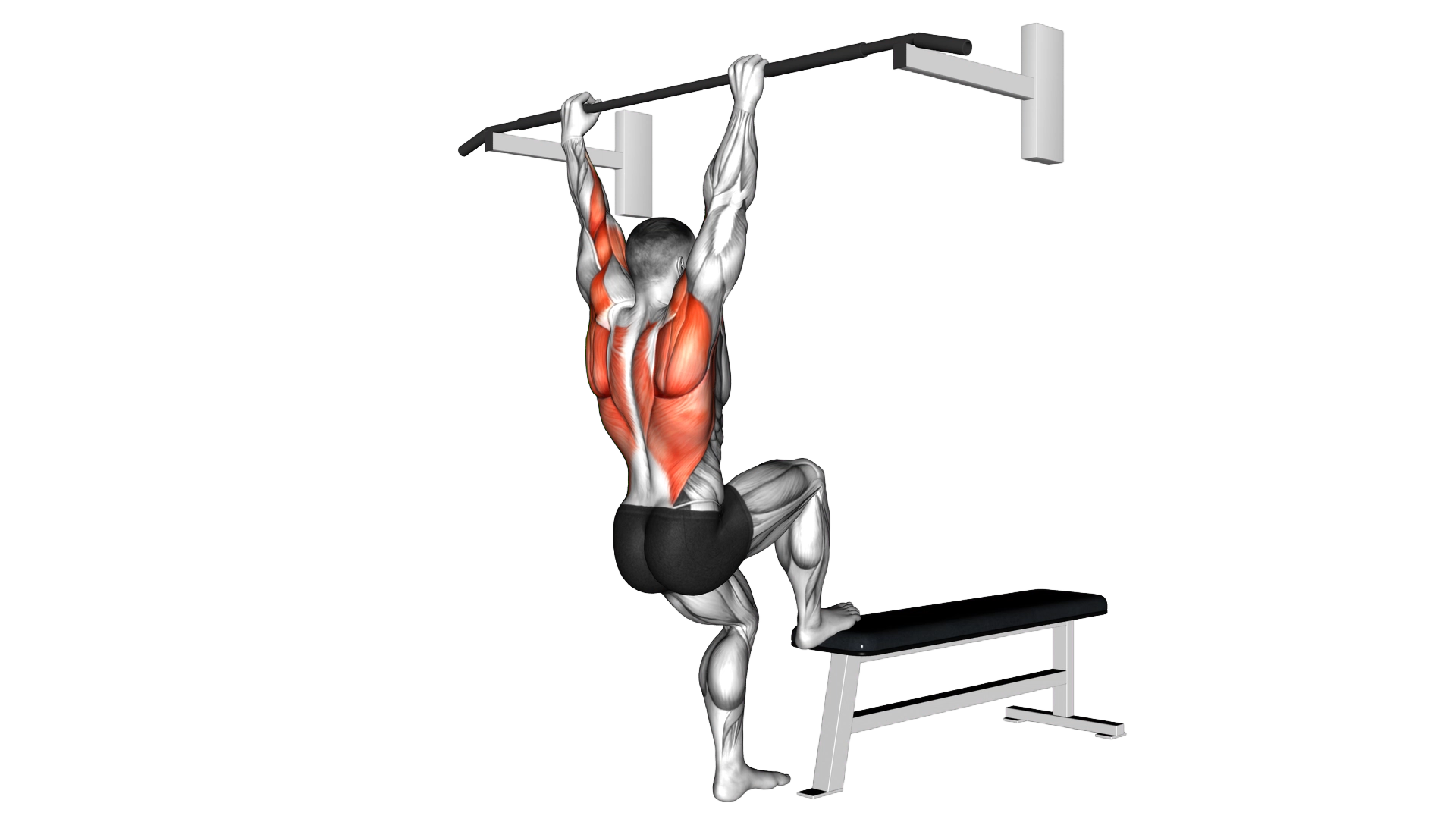 Bench Pull ups exercise demonstration
