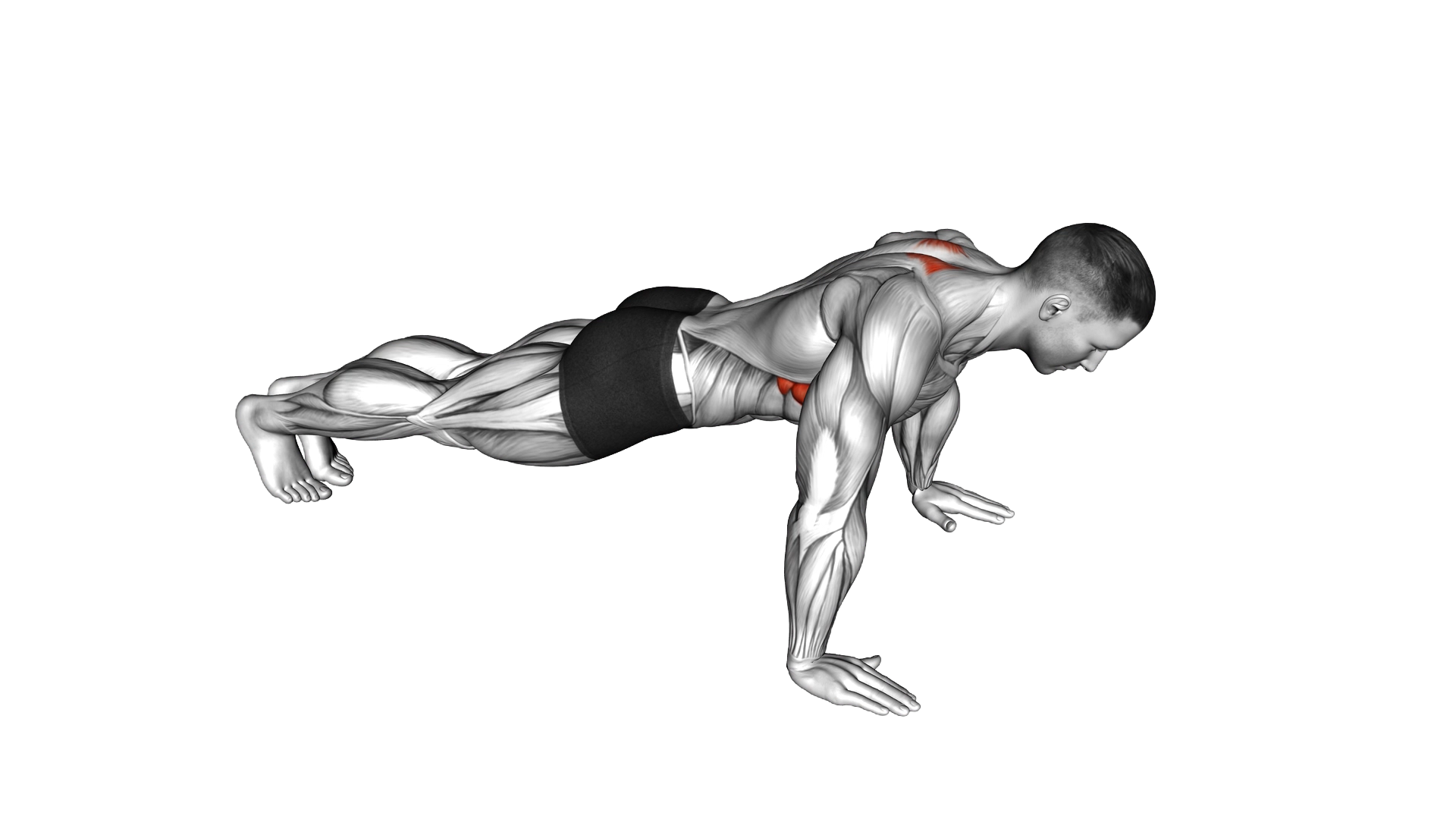 Scapula Push Up exercise demonstration