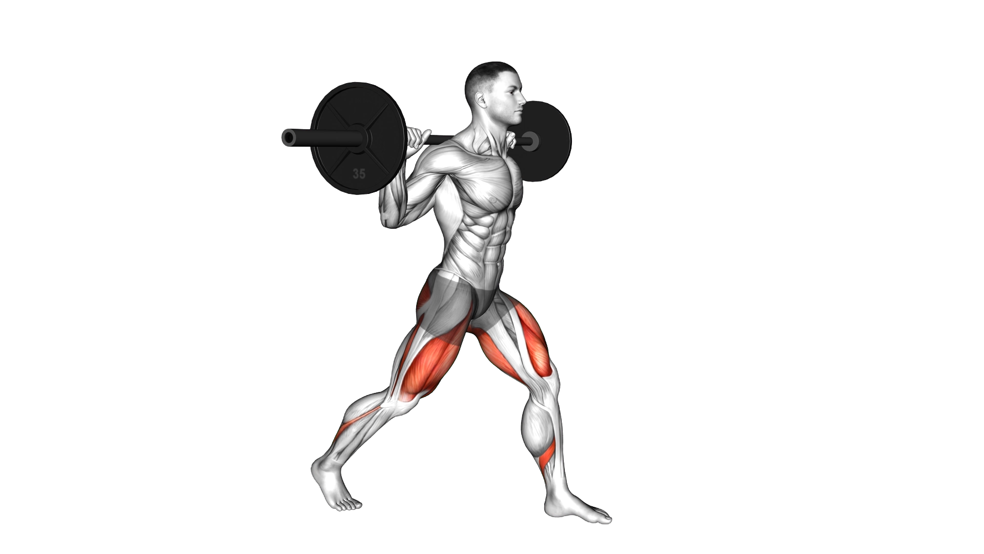 Barbell Split Squat exercise demonstration