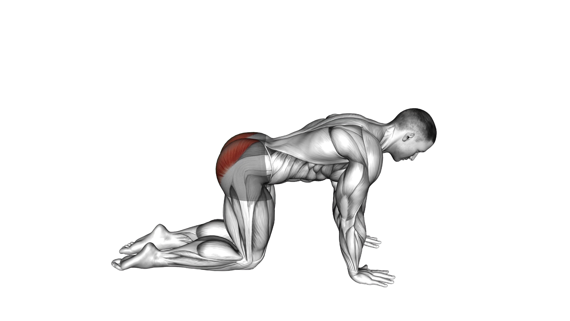 Bent Leg Kickback (kneeling) exercise demonstration