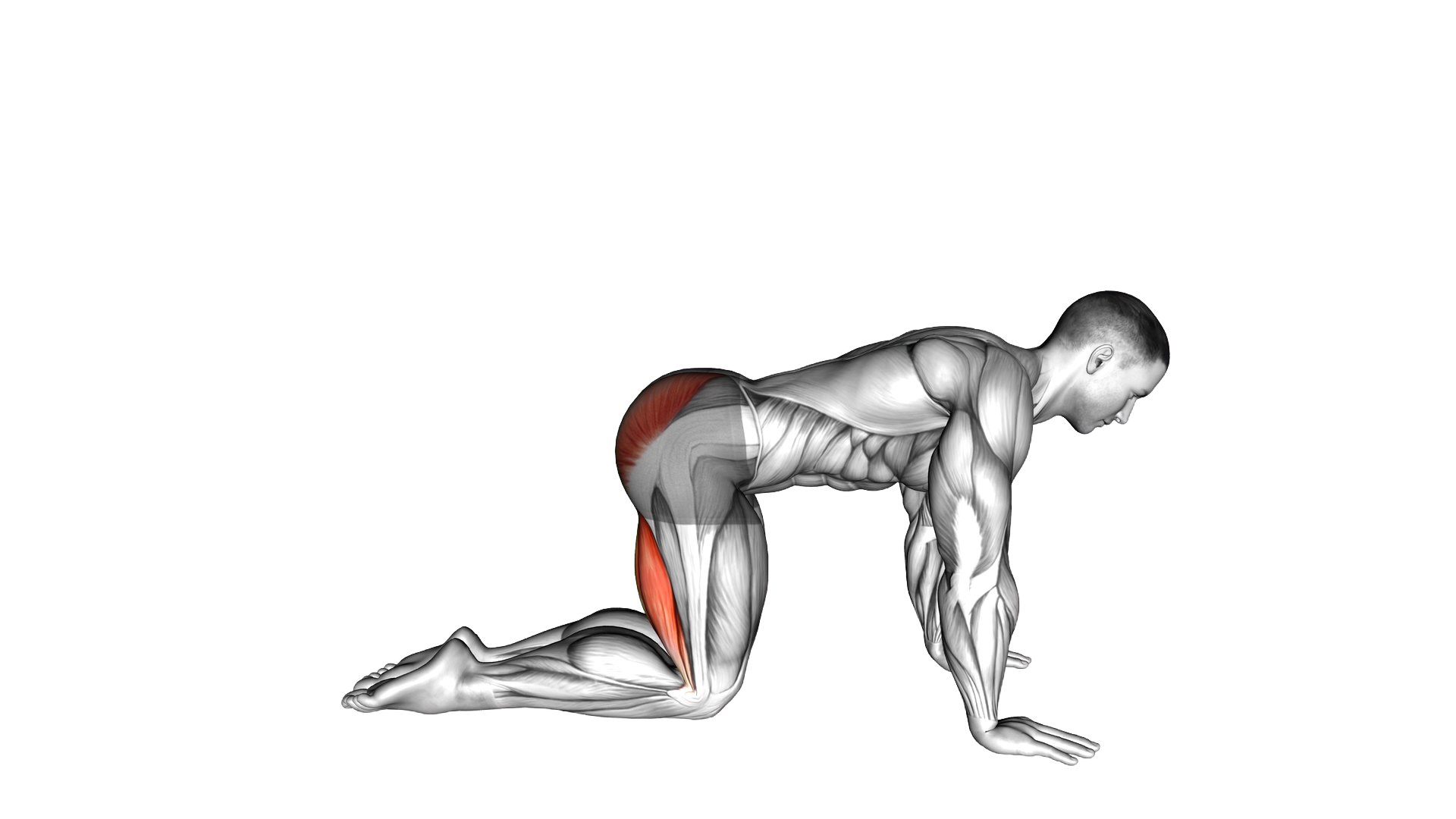 Straight Leg Kickback (kneeling) exercise demonstration