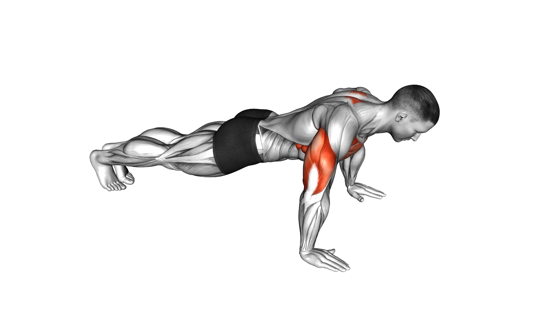 Push Up Plus exercise demonstration