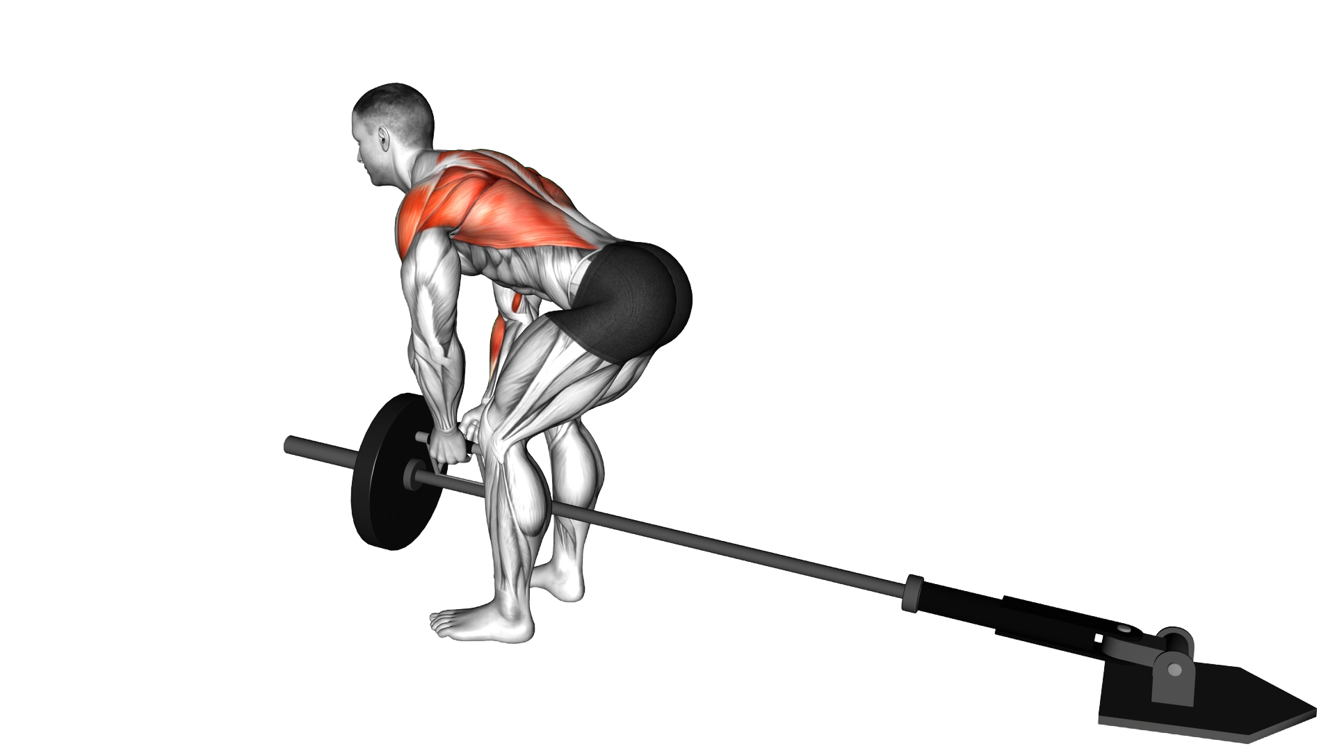 Lever Bent over Row with V bar (plate loaded) exercise demonstration