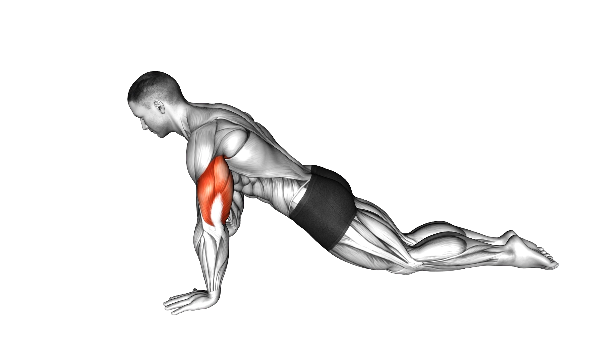 Kneeling Push up exercise demonstration