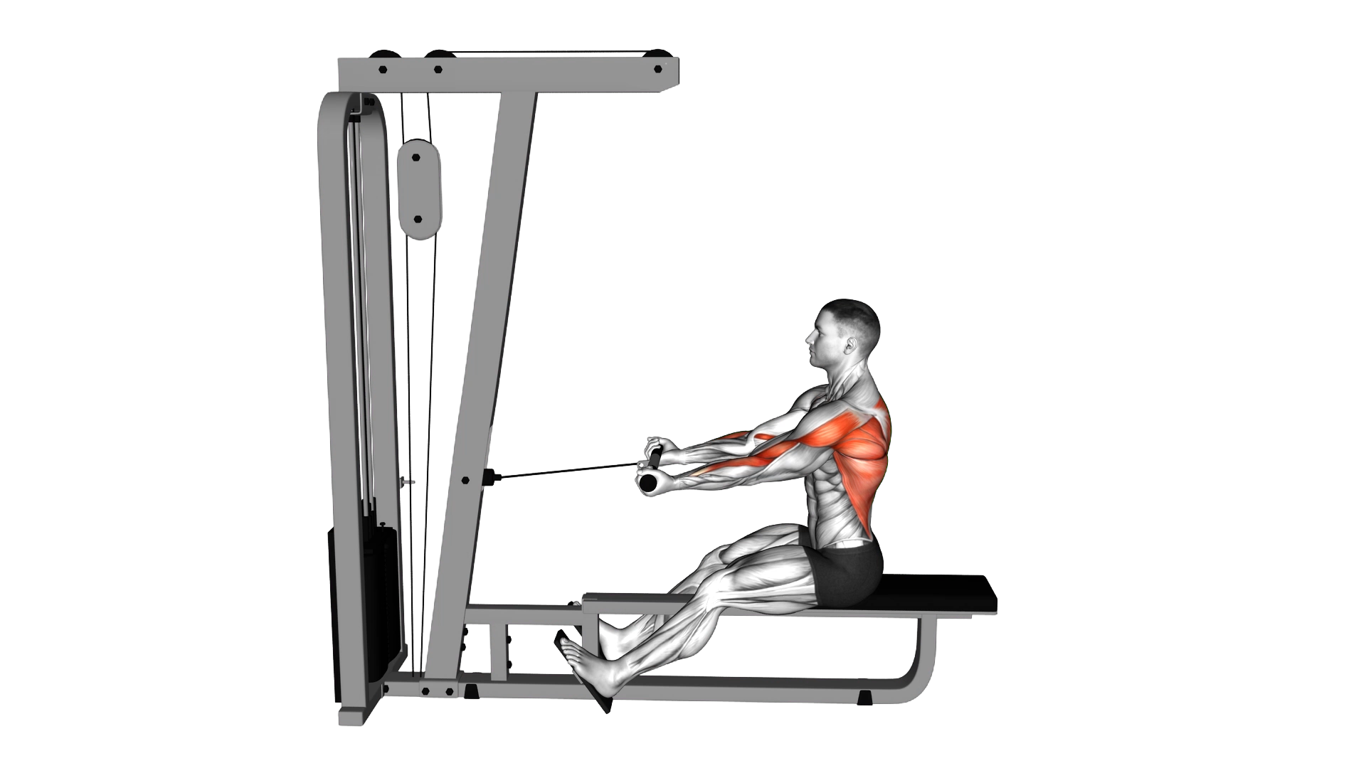 Cable Seated Supine grip Row exercise demonstration