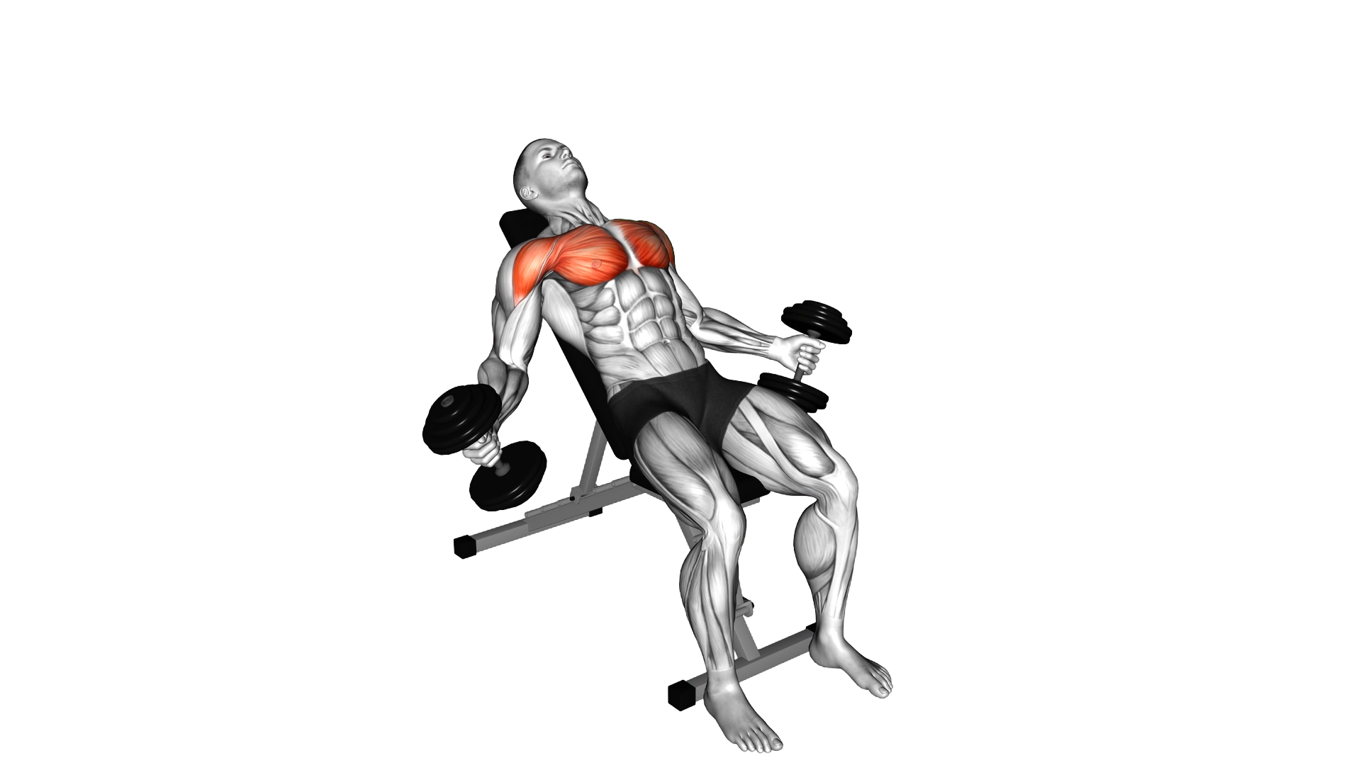 Hyght Dumbbell Fly exercise demonstration