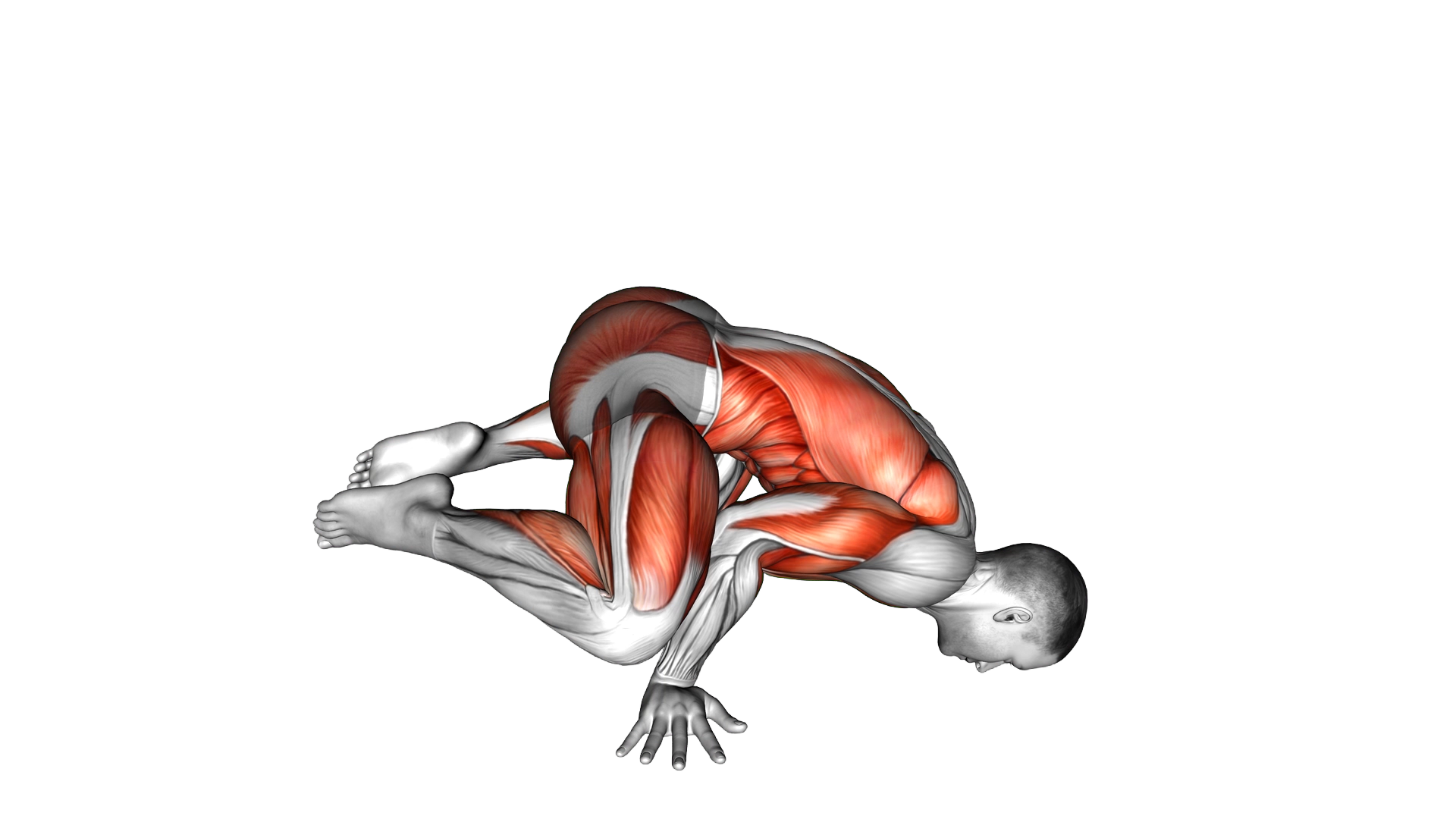 Frog planche exercise demonstration