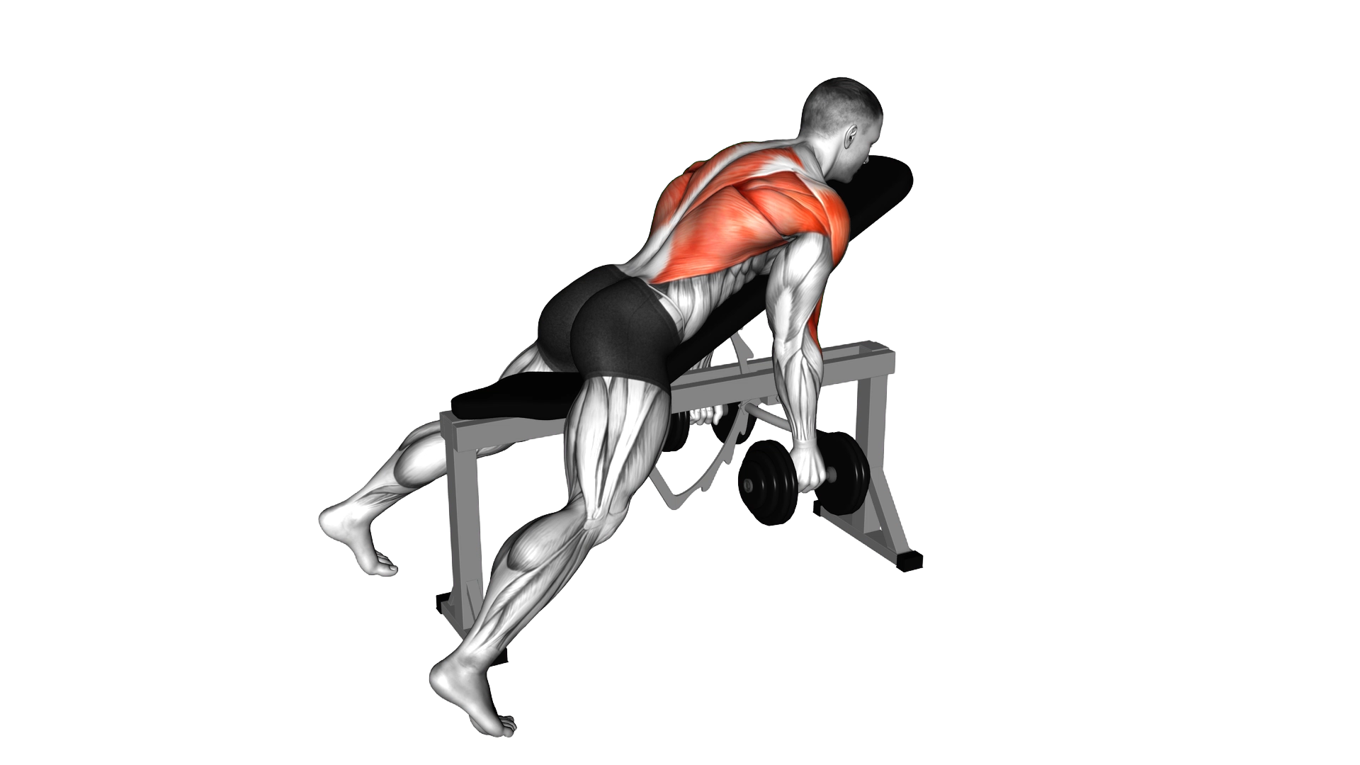 Dumbbell Hammer Grip Incline Bench Two Arm Row exercise thumbnail