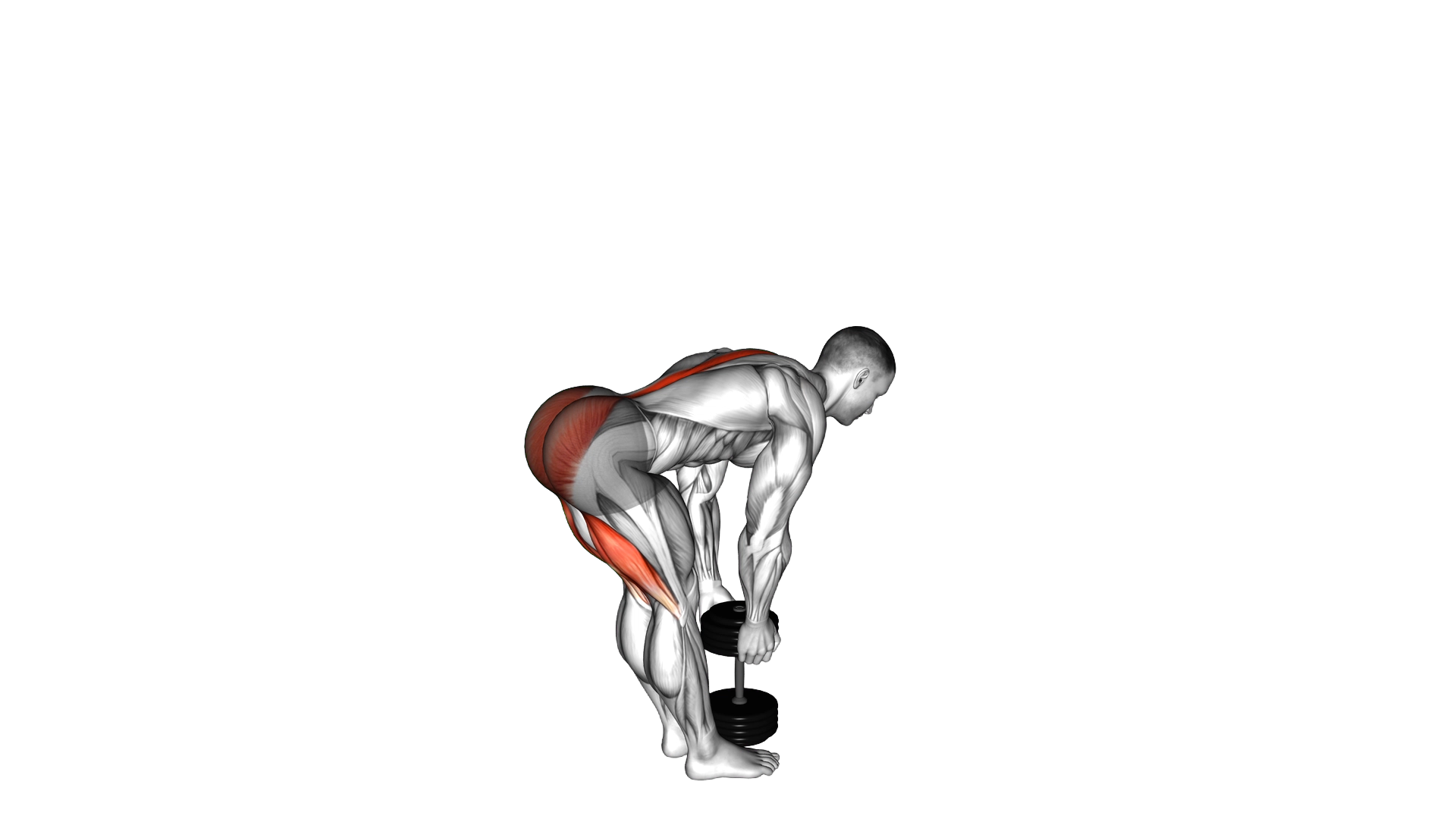 Dumbbell Stiff Leg Deadlift exercise demonstration