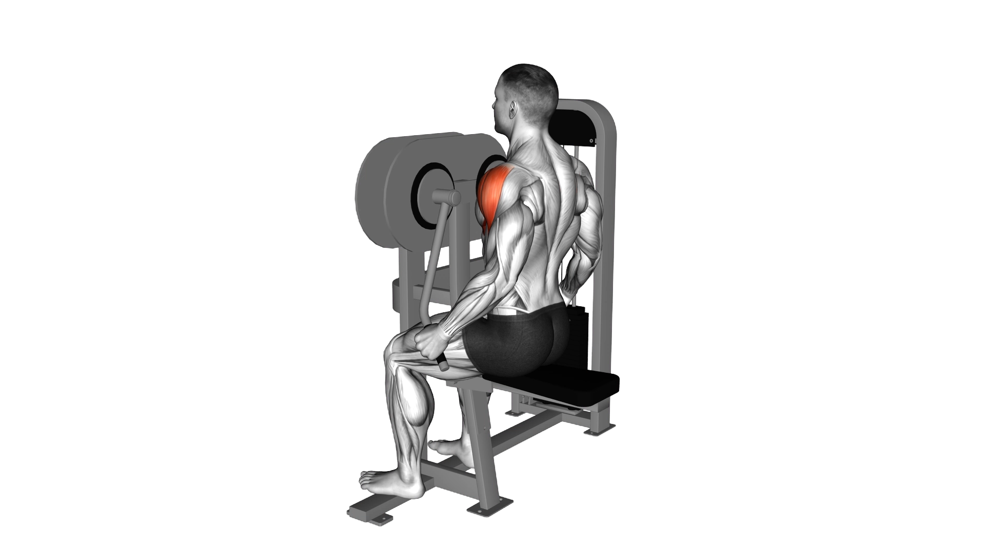 Lever Lateral Raise exercise demonstration