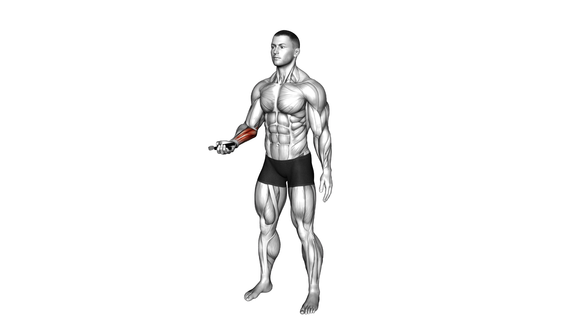 Hand Spring Wrist Curl exercise demonstration