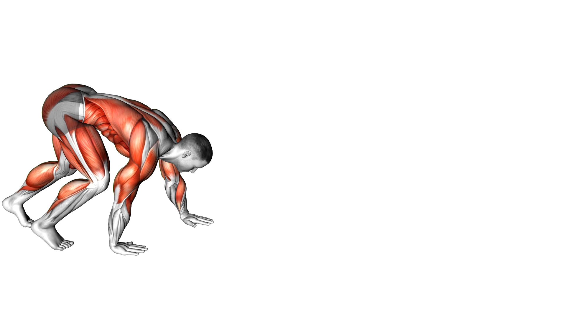 Bear Crawl exercise demonstration